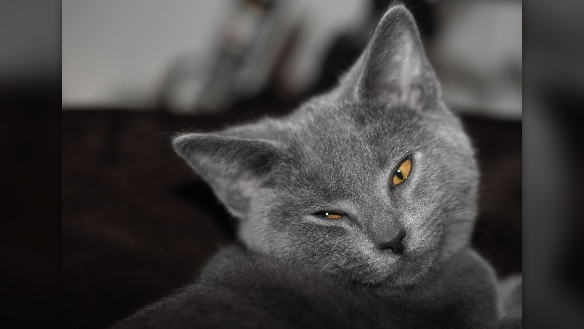 Blue-gray French Chartreux cat with copper eyes