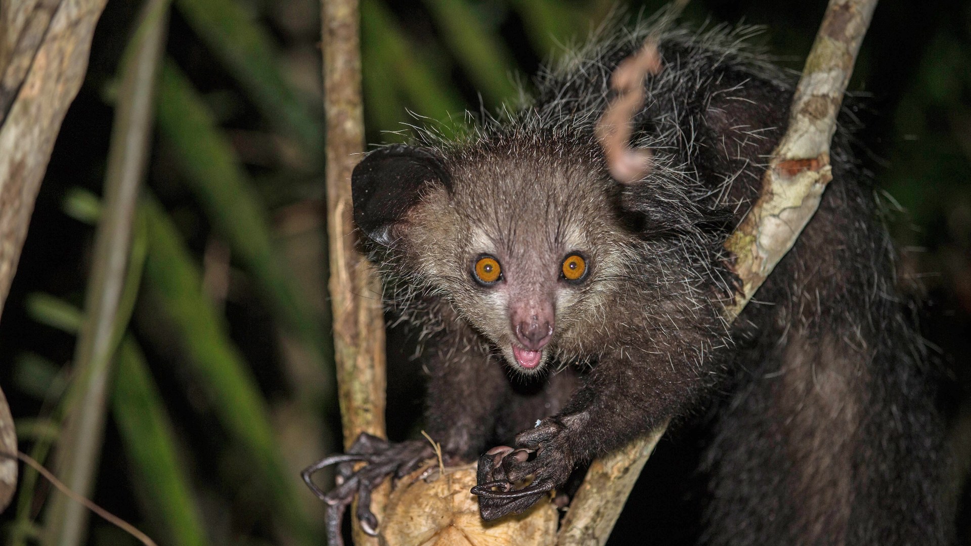 11. Madagascar Aye-Aye