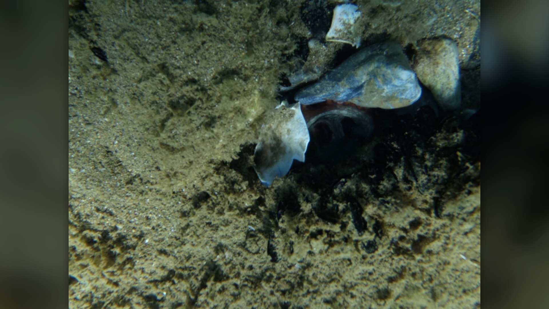 #5. The Octopus