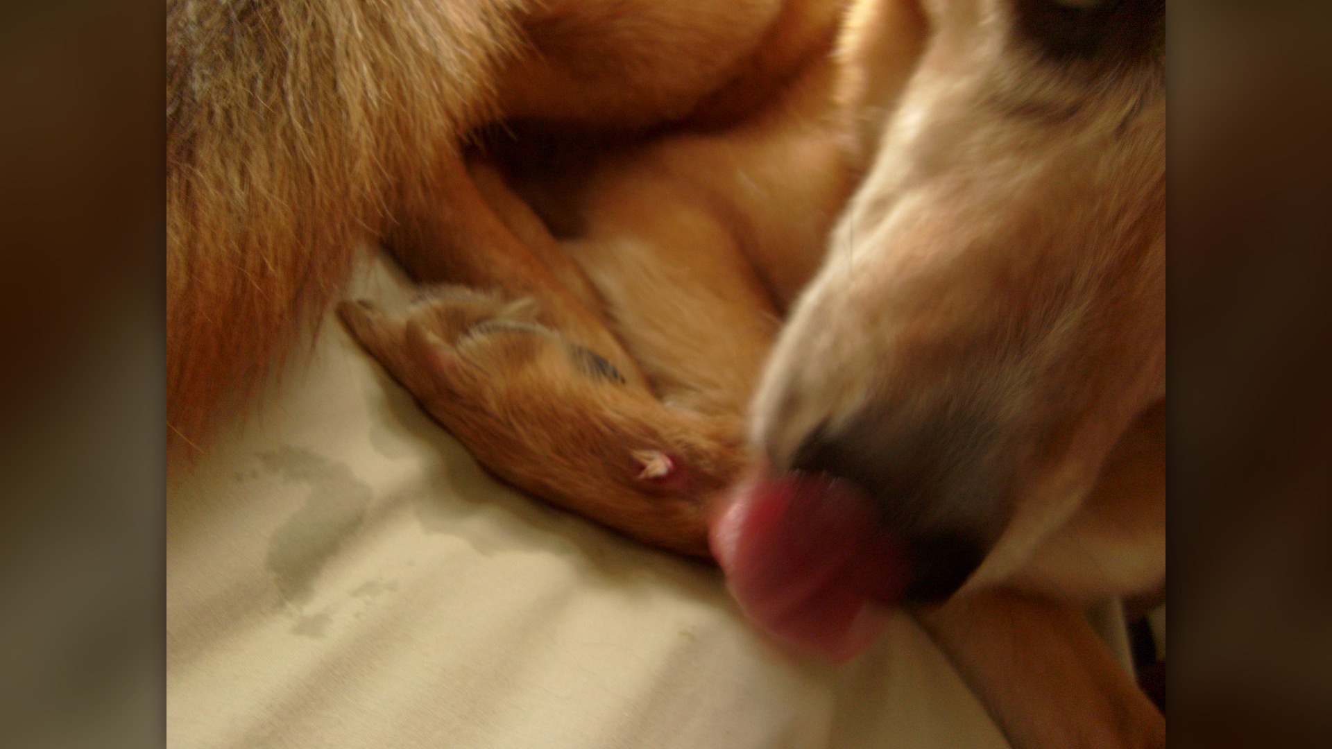 A dog carefully licking an injured paw
