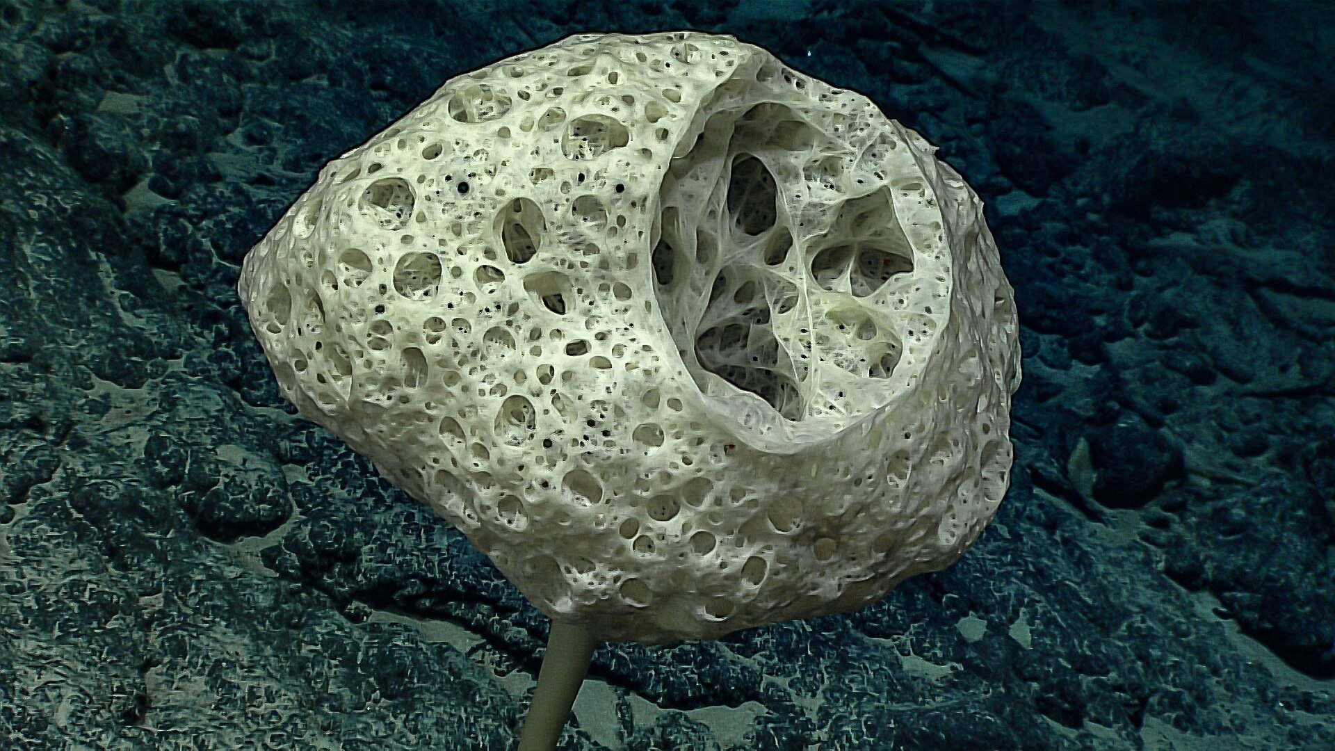 Translucent stalked glass sponge blooming from hadal basalt in the Mariana Trench.