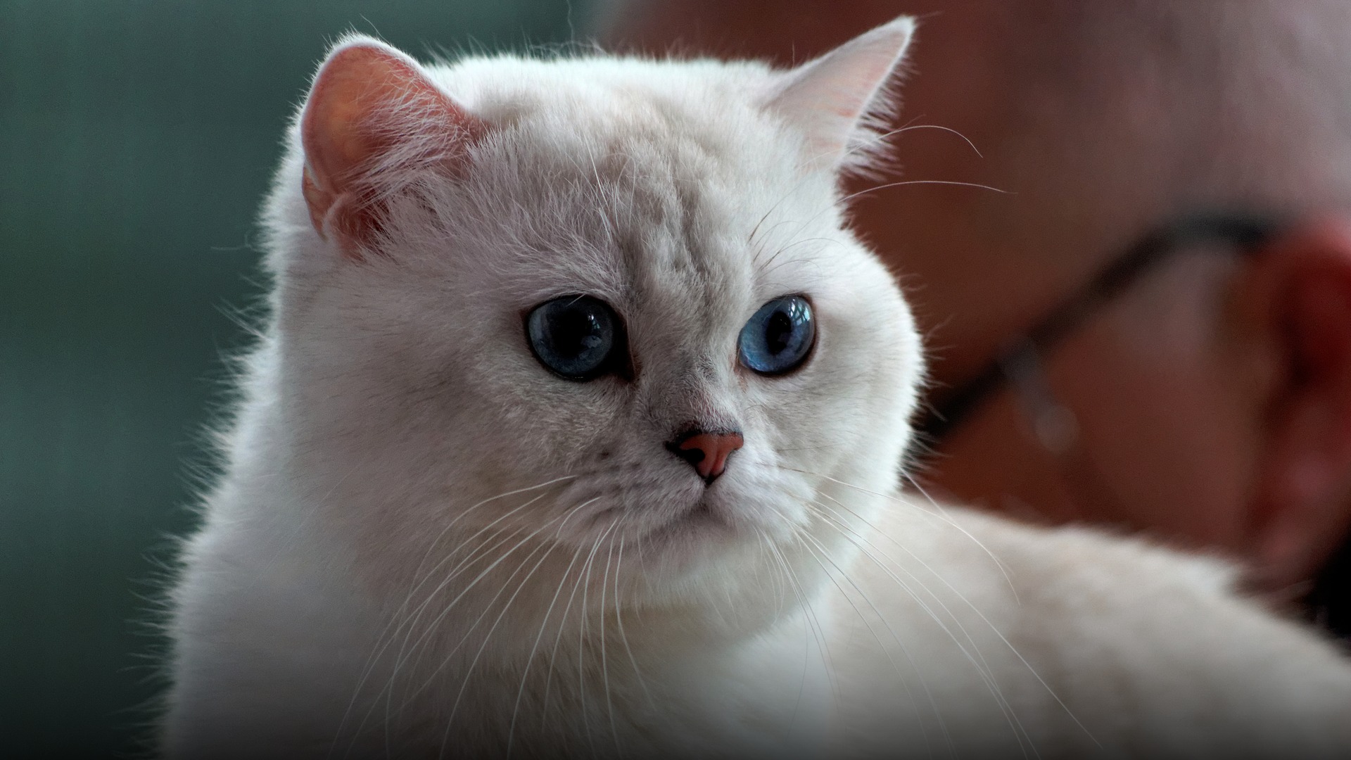 A British Shorthair cat with dense plush blue-gray coat and copper eyes at a feline exhibition.
