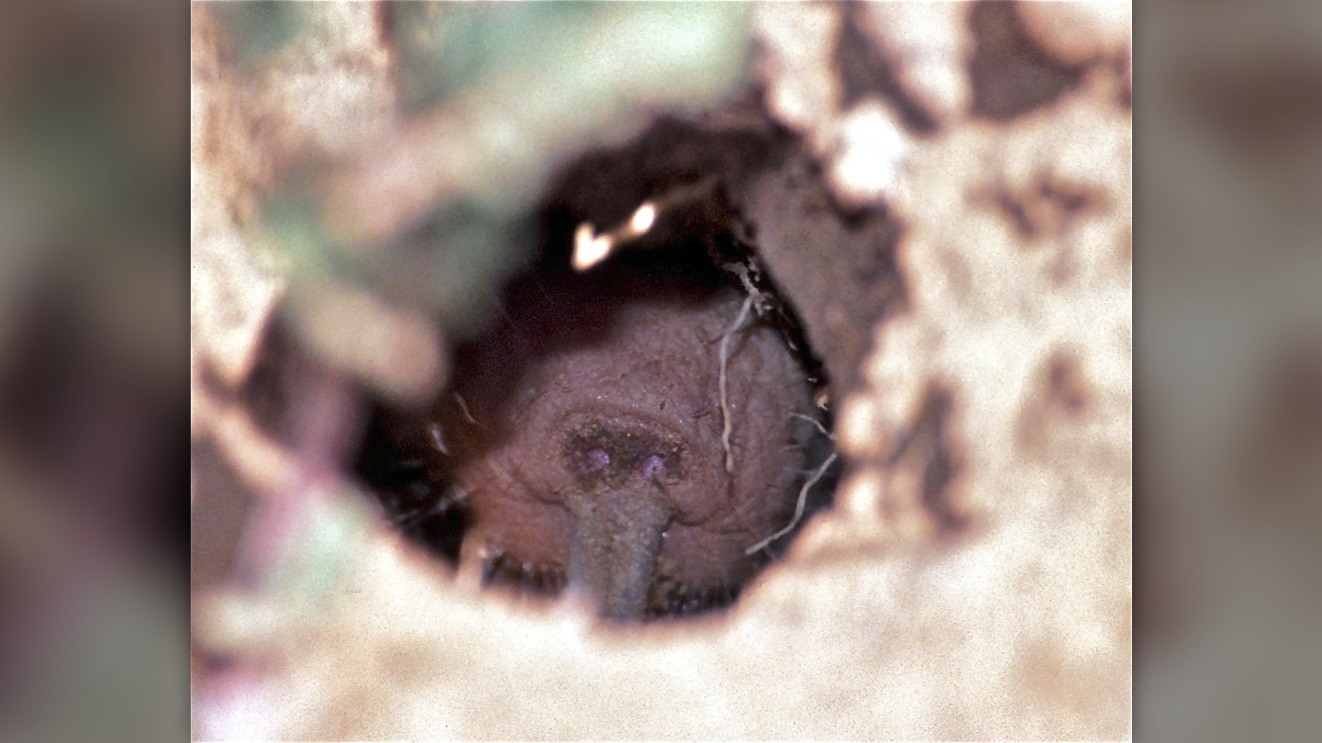 3. Naked Mole-Rat