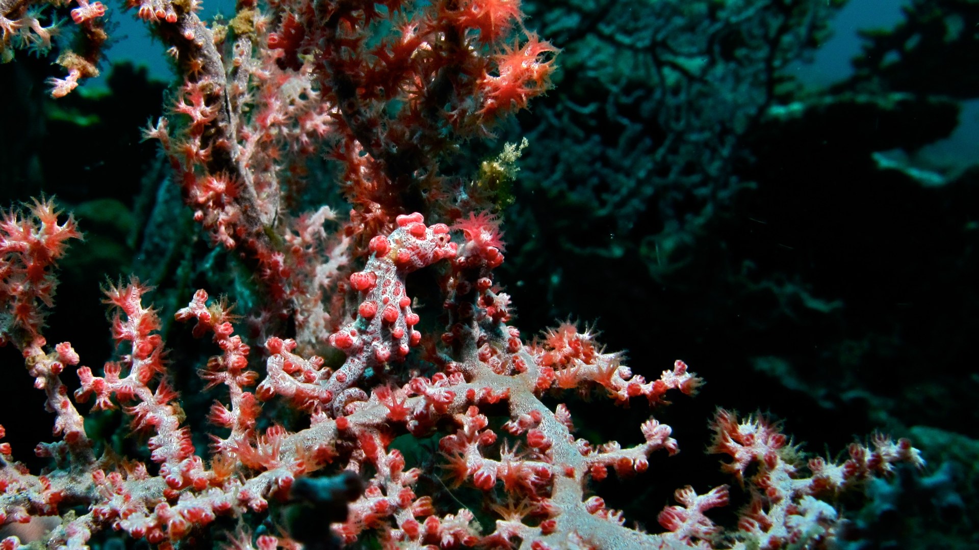 Bargibant pygmy seahorse clinging to sea fan coral
