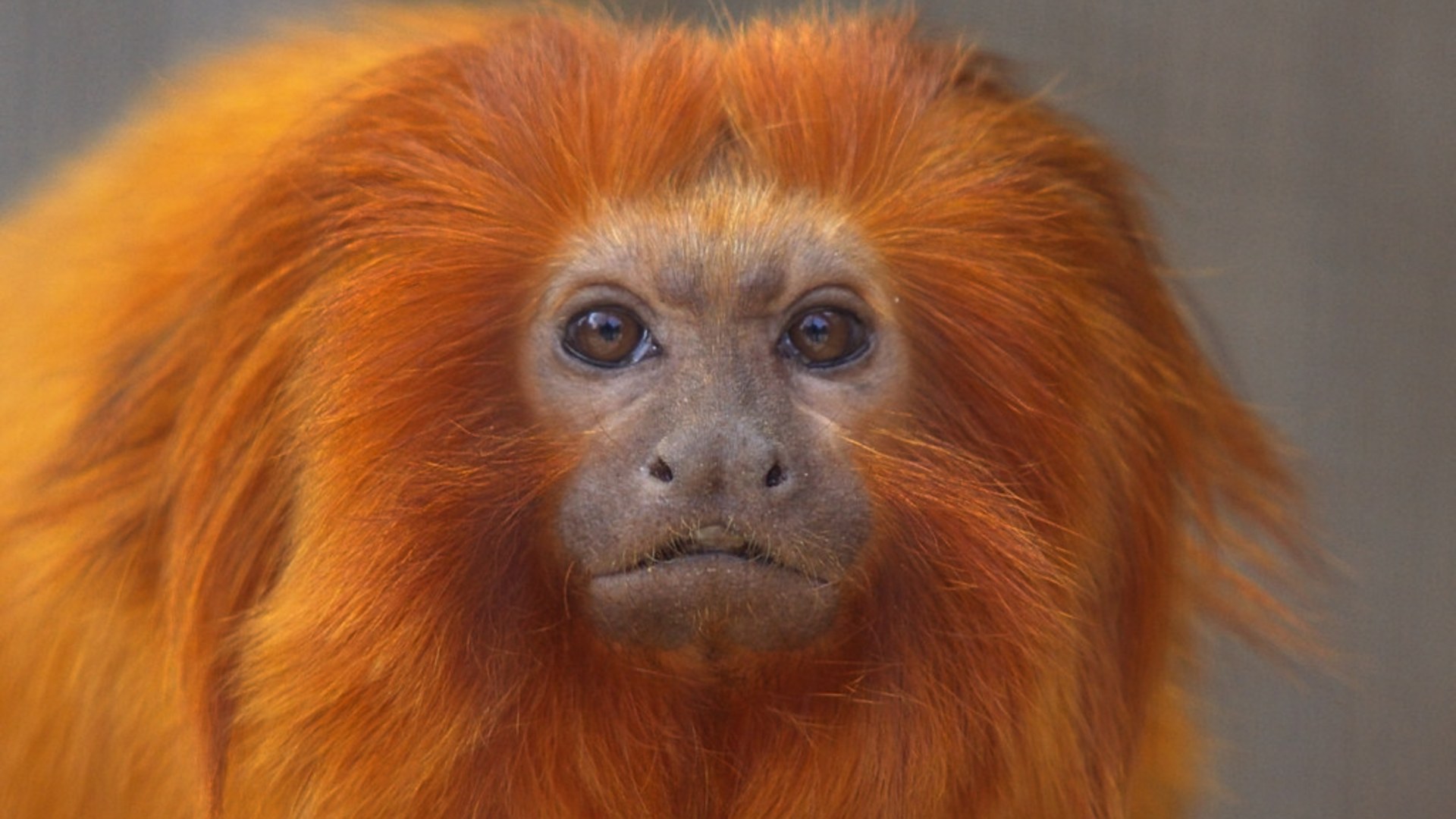 6. Golden Lion Tamarin