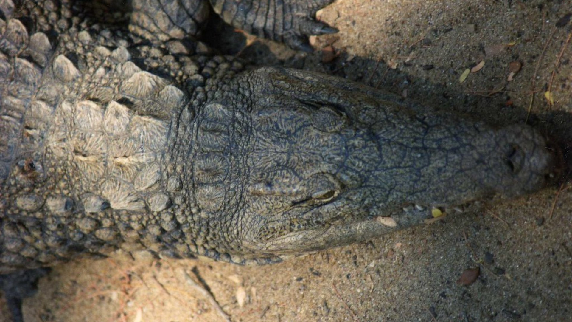 A Nile crocodile resting near the water with mouth slightly open