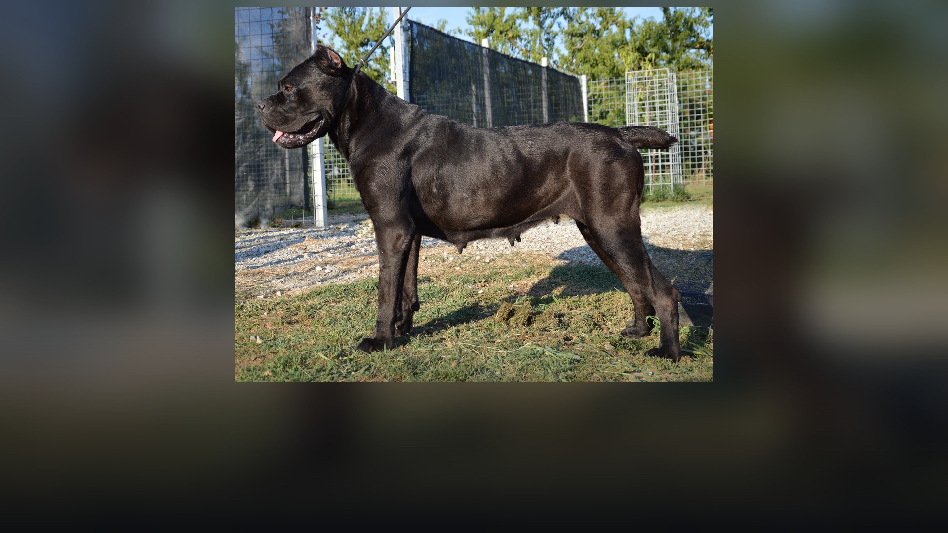 A muscular Cane Corso standing outdoors in full profile.