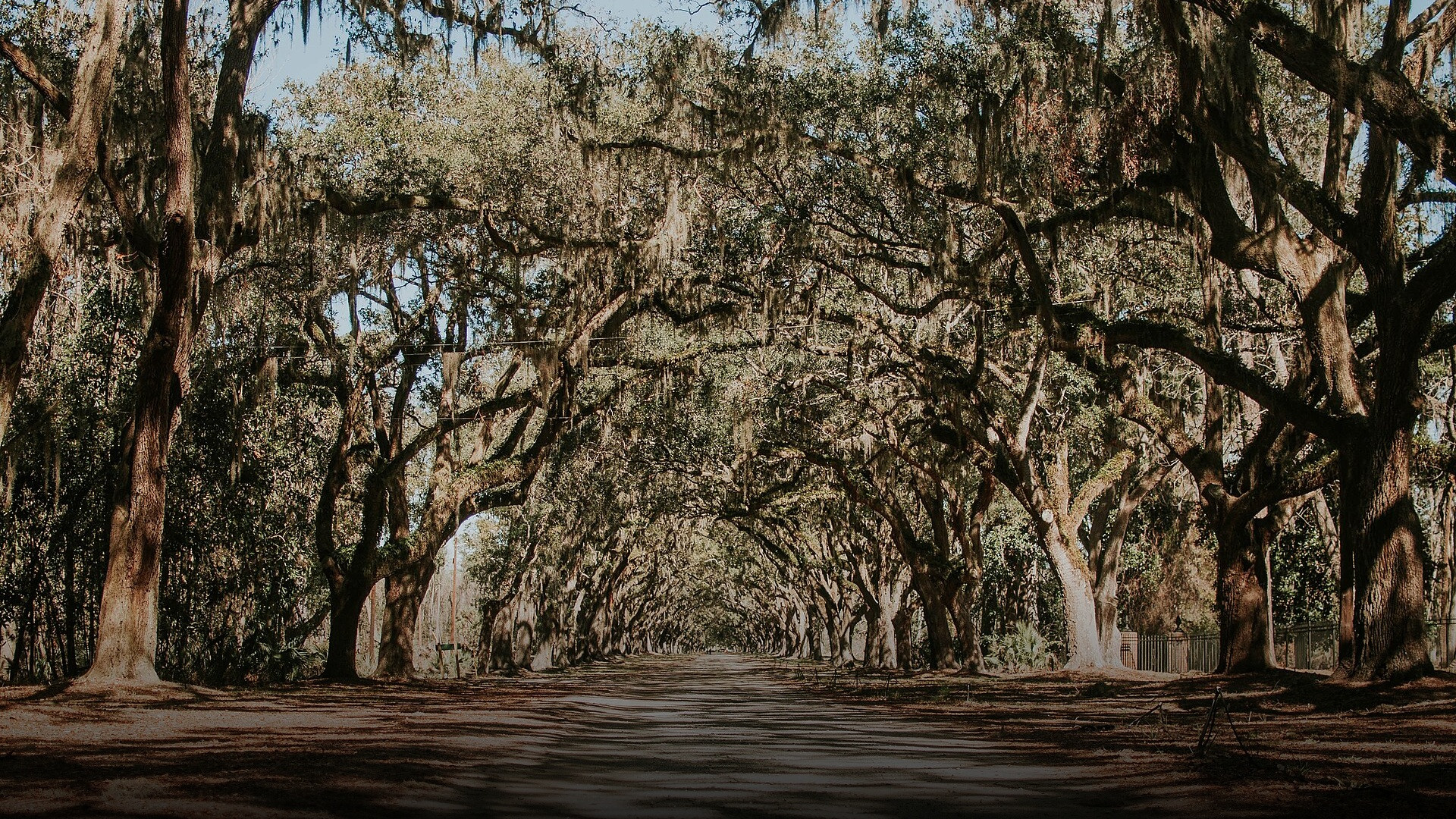 Historic tree-lined road arched over with live oaks draped in hanging Spanish moss at Wormsloe.