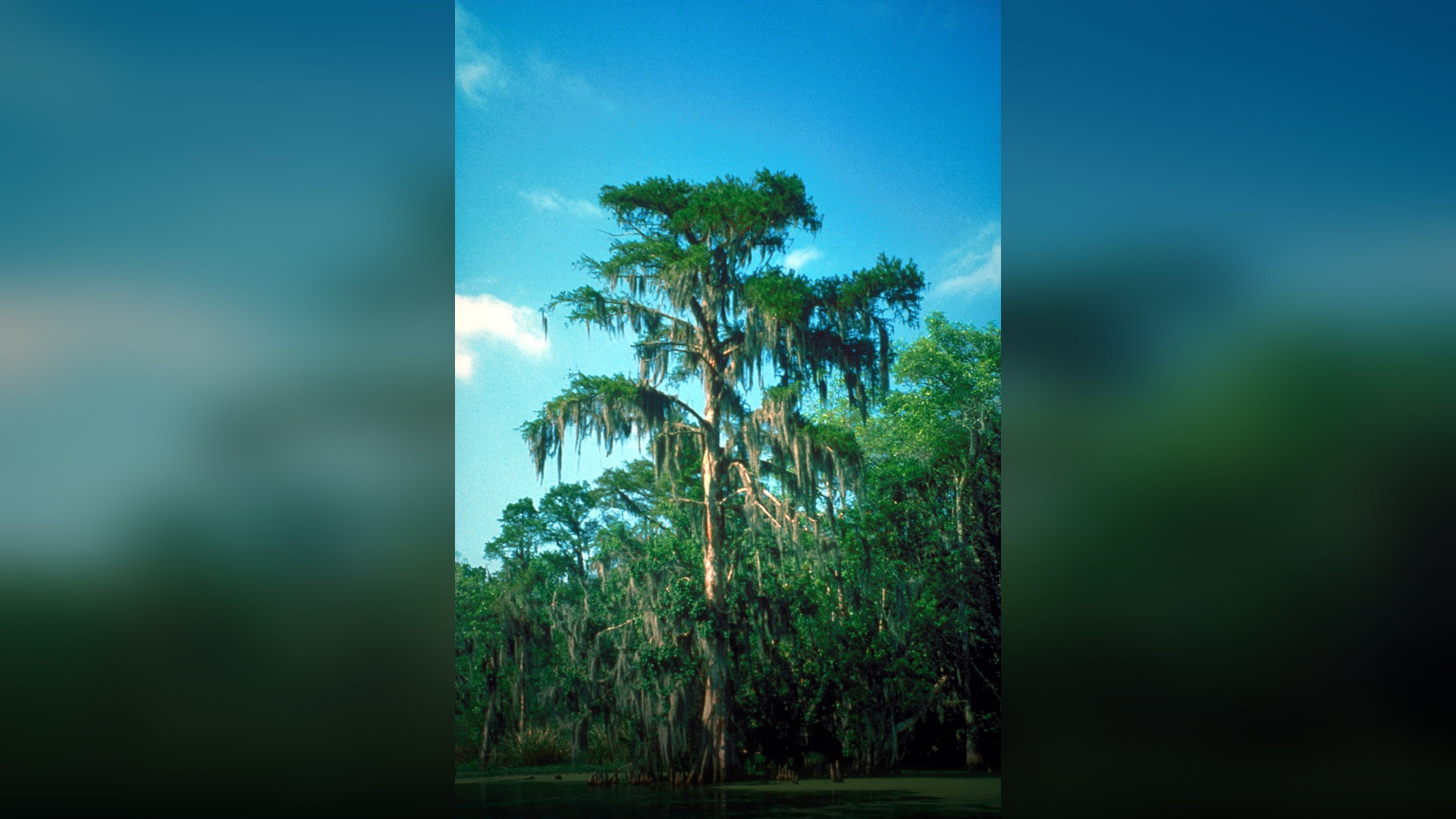 Atmospheric bald cypress trees draped in Spanish moss standing in the waters of the Atchafalaya Basin.