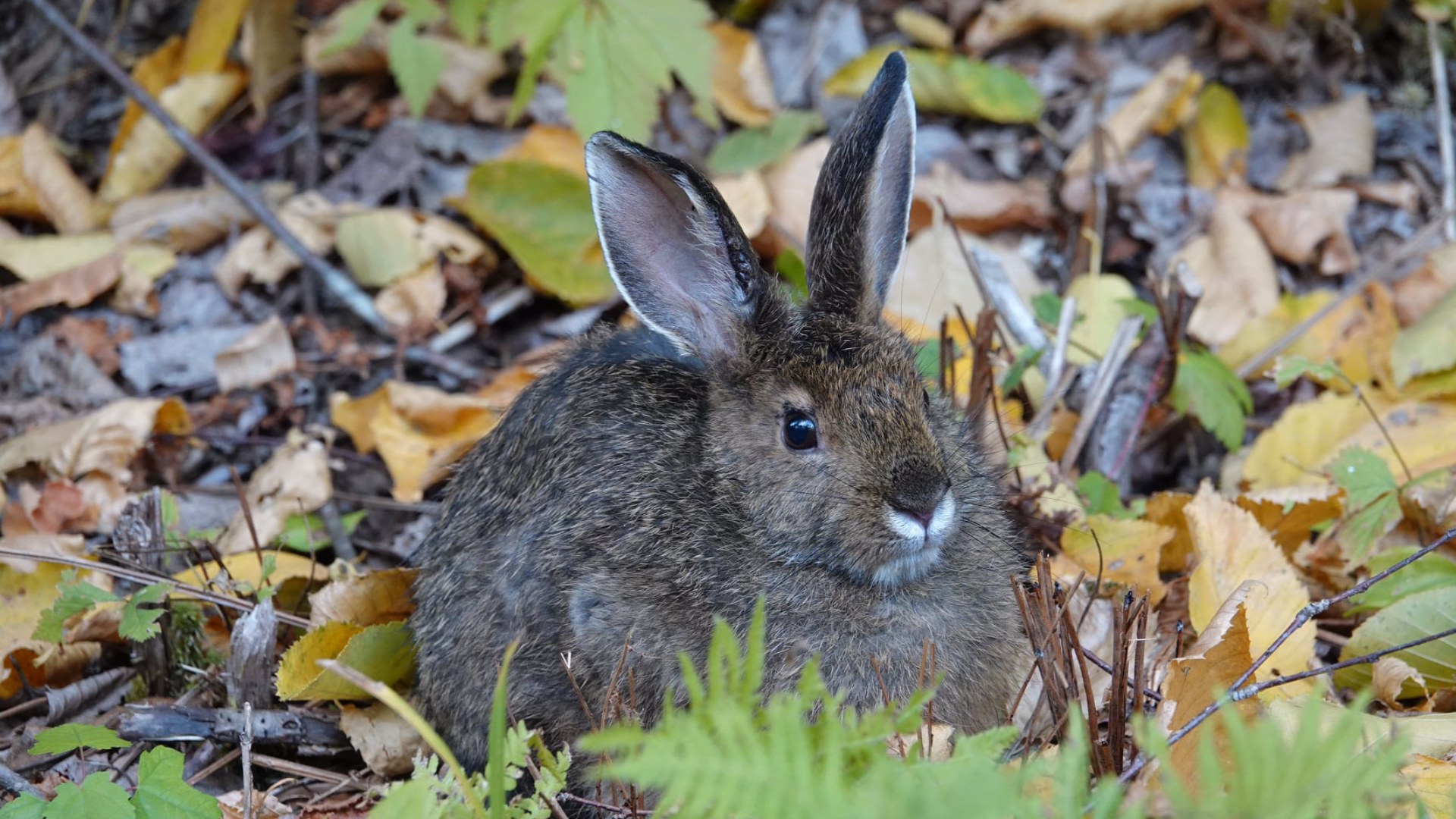 2. Snowshoe Hare