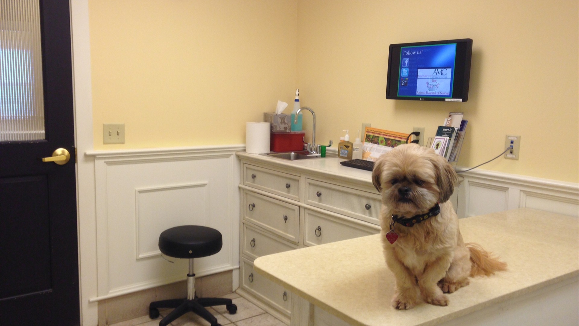 9. Flea, Tick And Heartworm Prevention