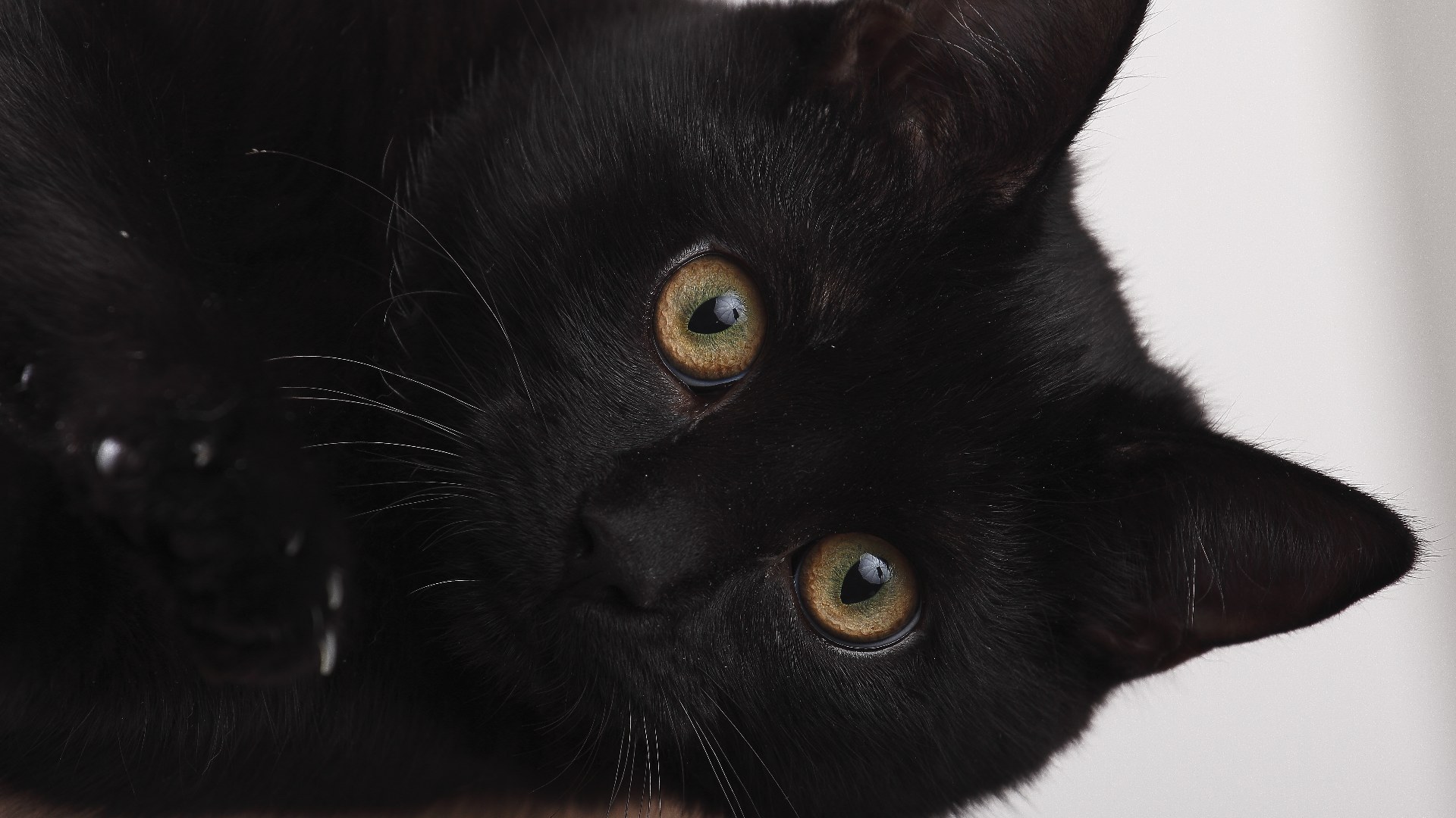 Detailed close-up of a black cat with green eyes and prominent whiskers