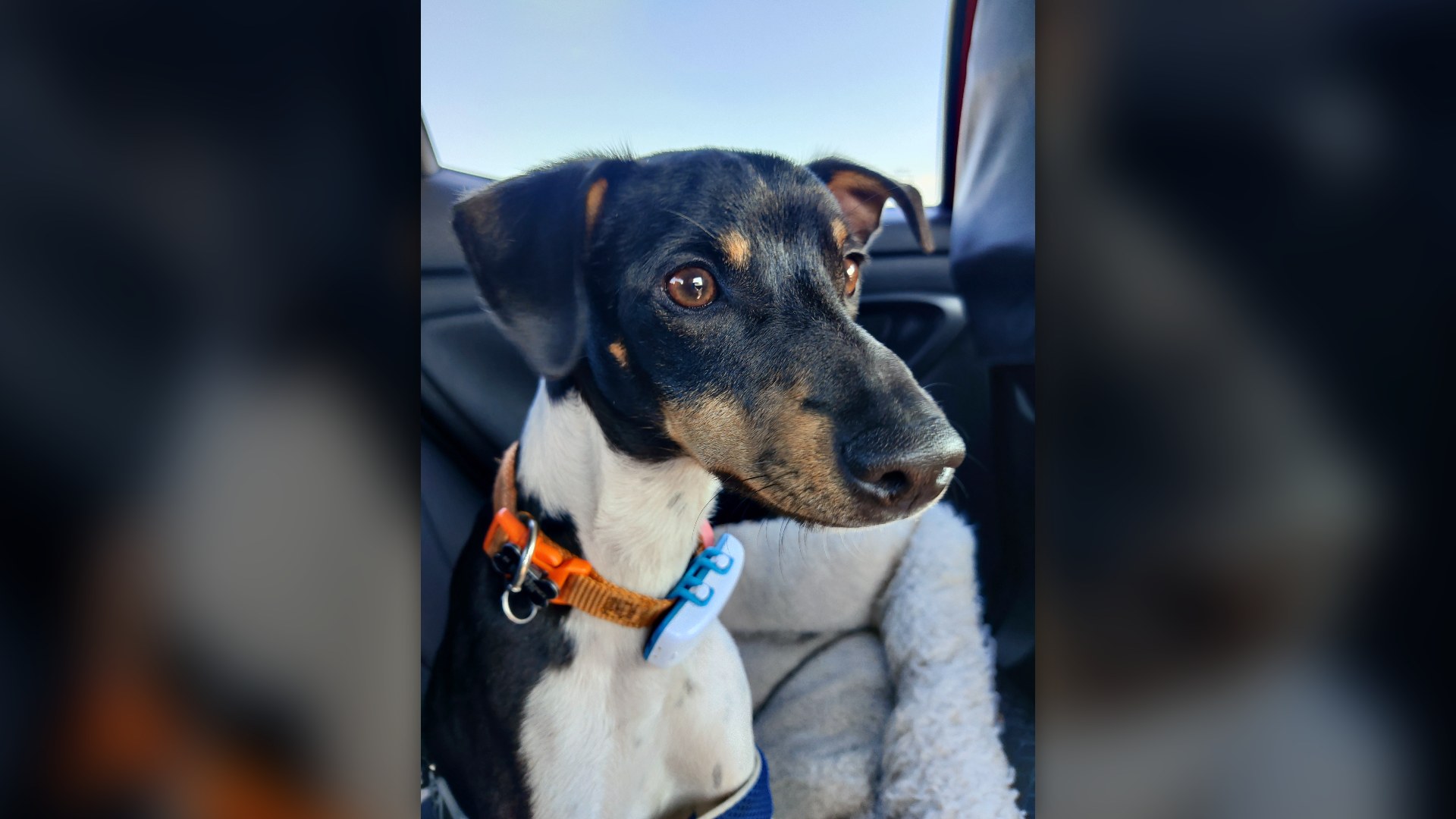 Dog wearing a real-time GPS tracking device mounted on its collar