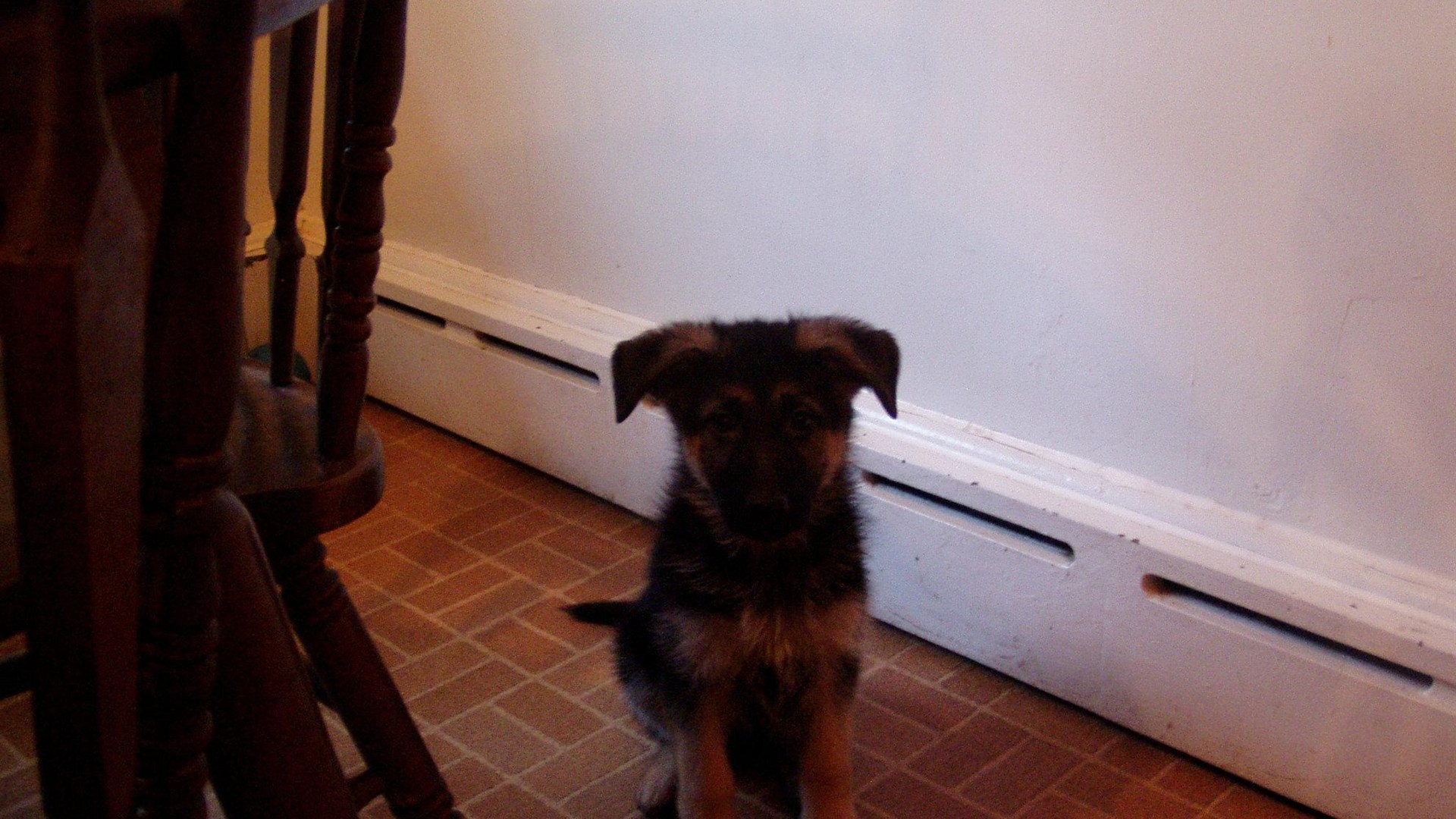 10. Born With Floppy Ears