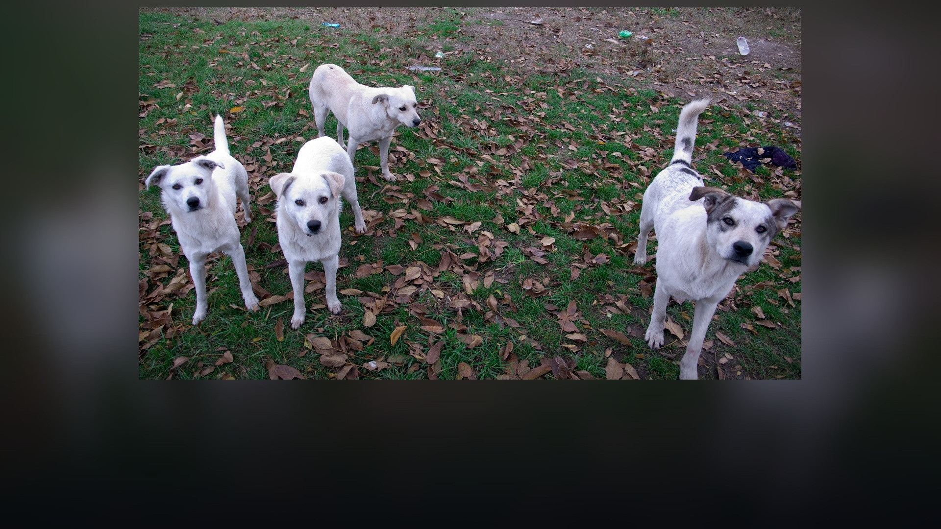 A pack of free-roaming street dogs standing outdoors in a city square.