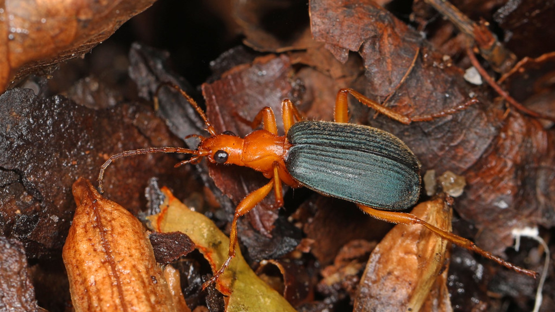 9. Bombardier Beetle