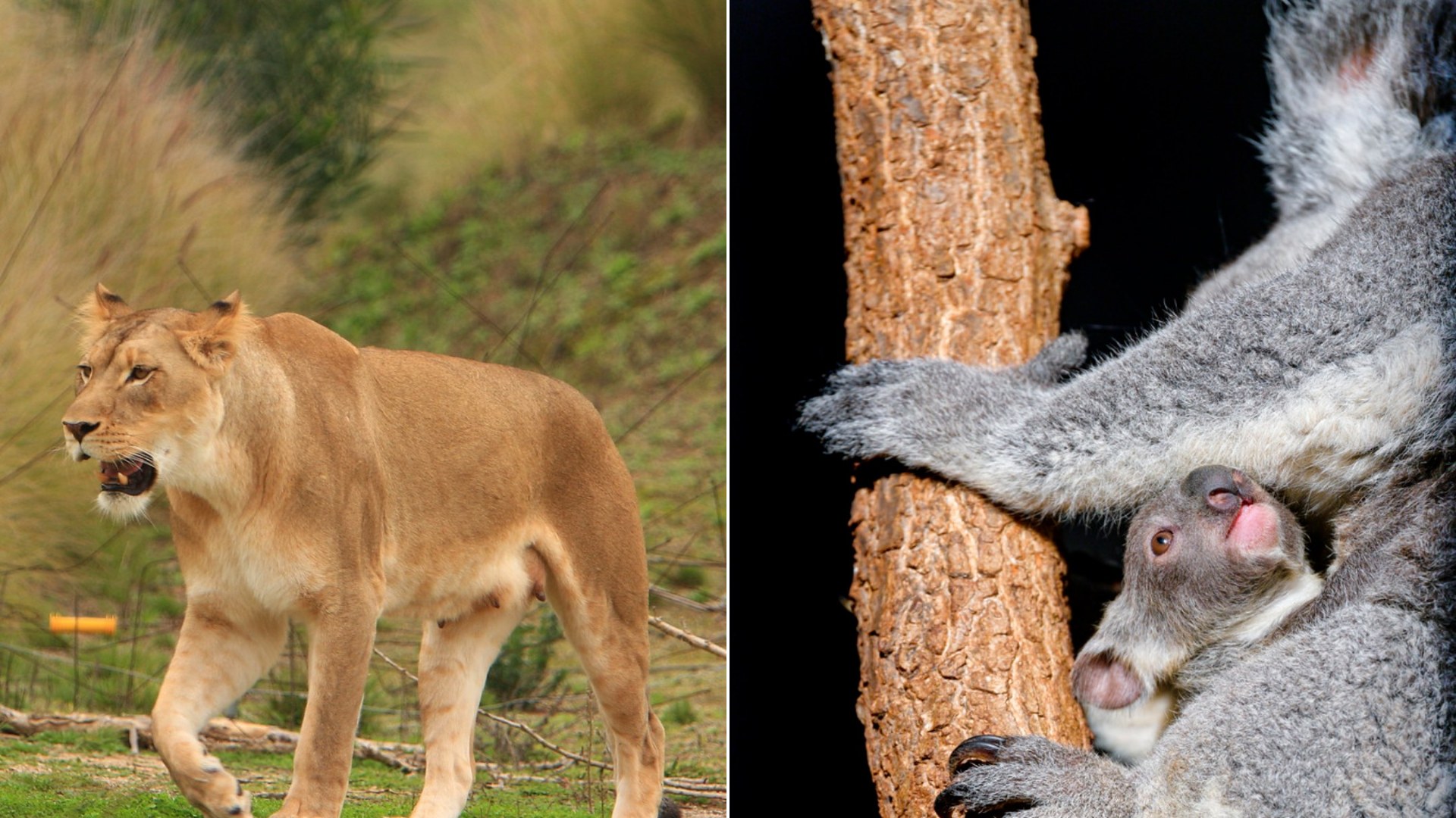 10 Adorable Baby Animals in the Wild