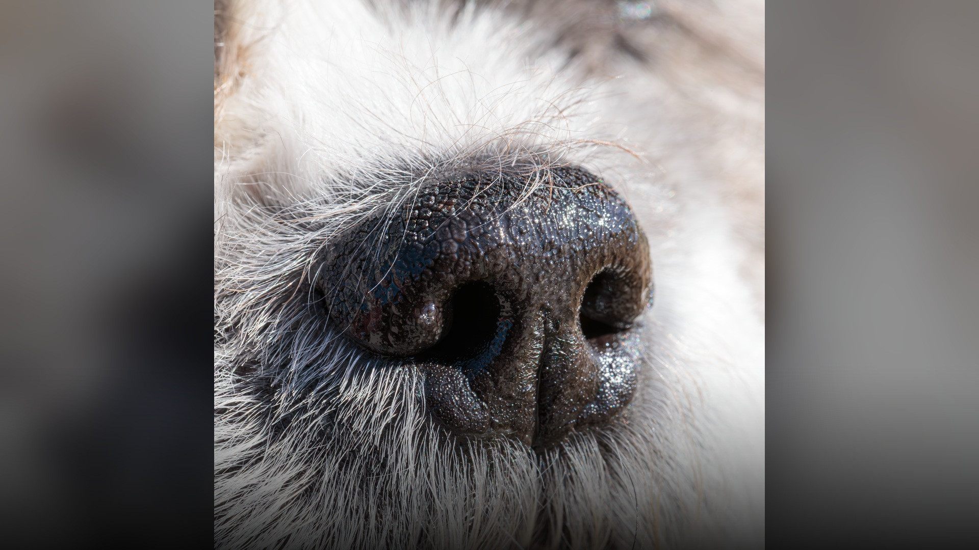 Extreme macro photography of a canine nose showcasing unique leather-like ridge patterns.