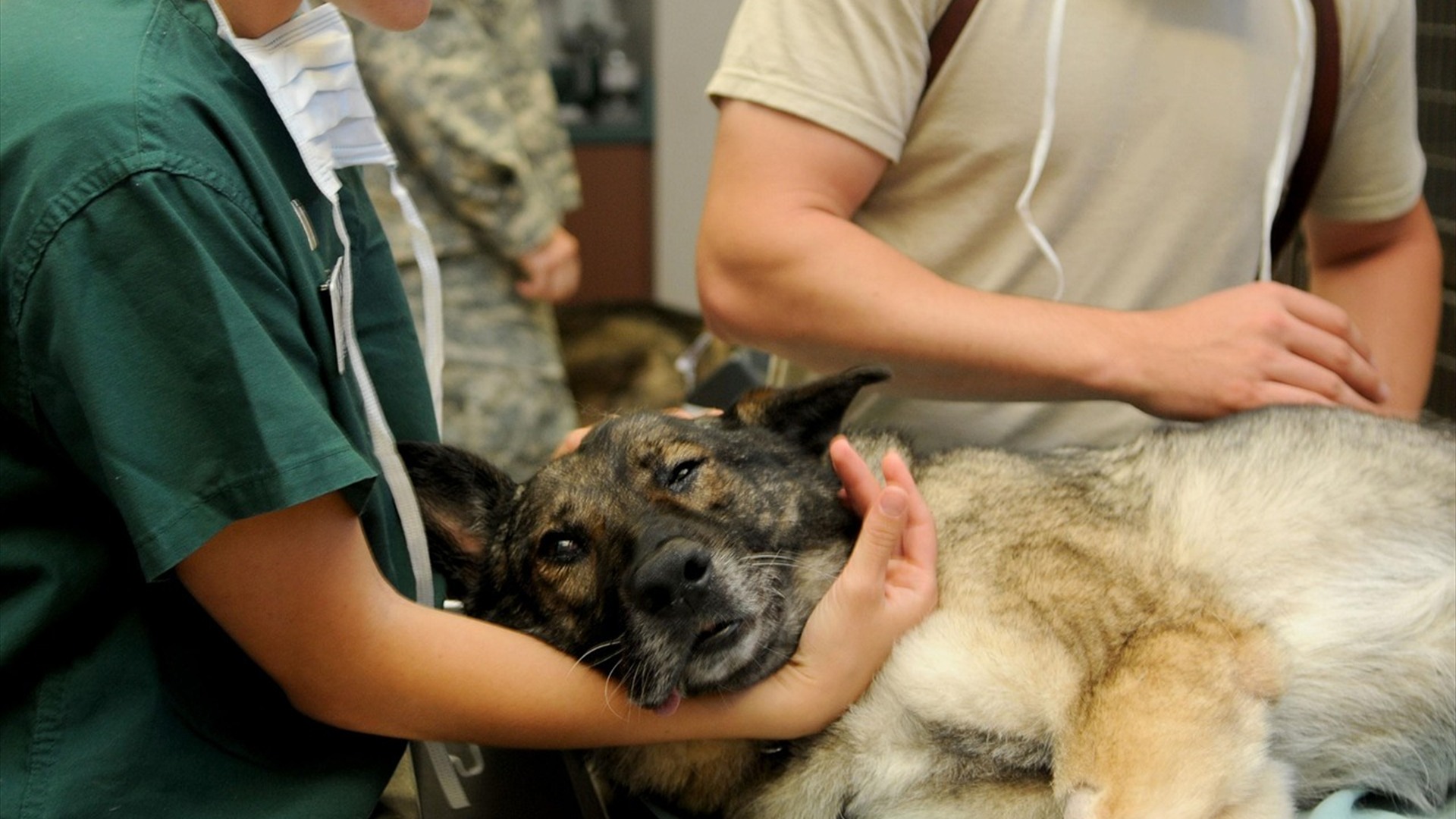 3. Routine Veterinary Wellness And Vaccines