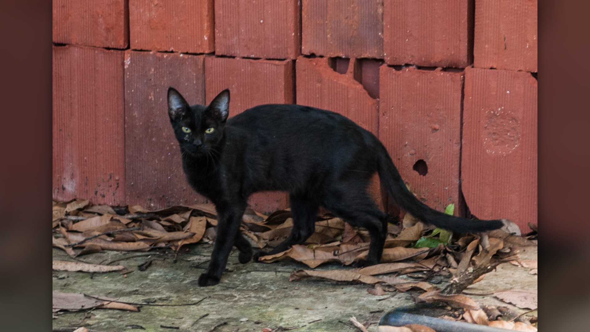 Slender solid black domestic cat walking outdoors with hazel-green eyes