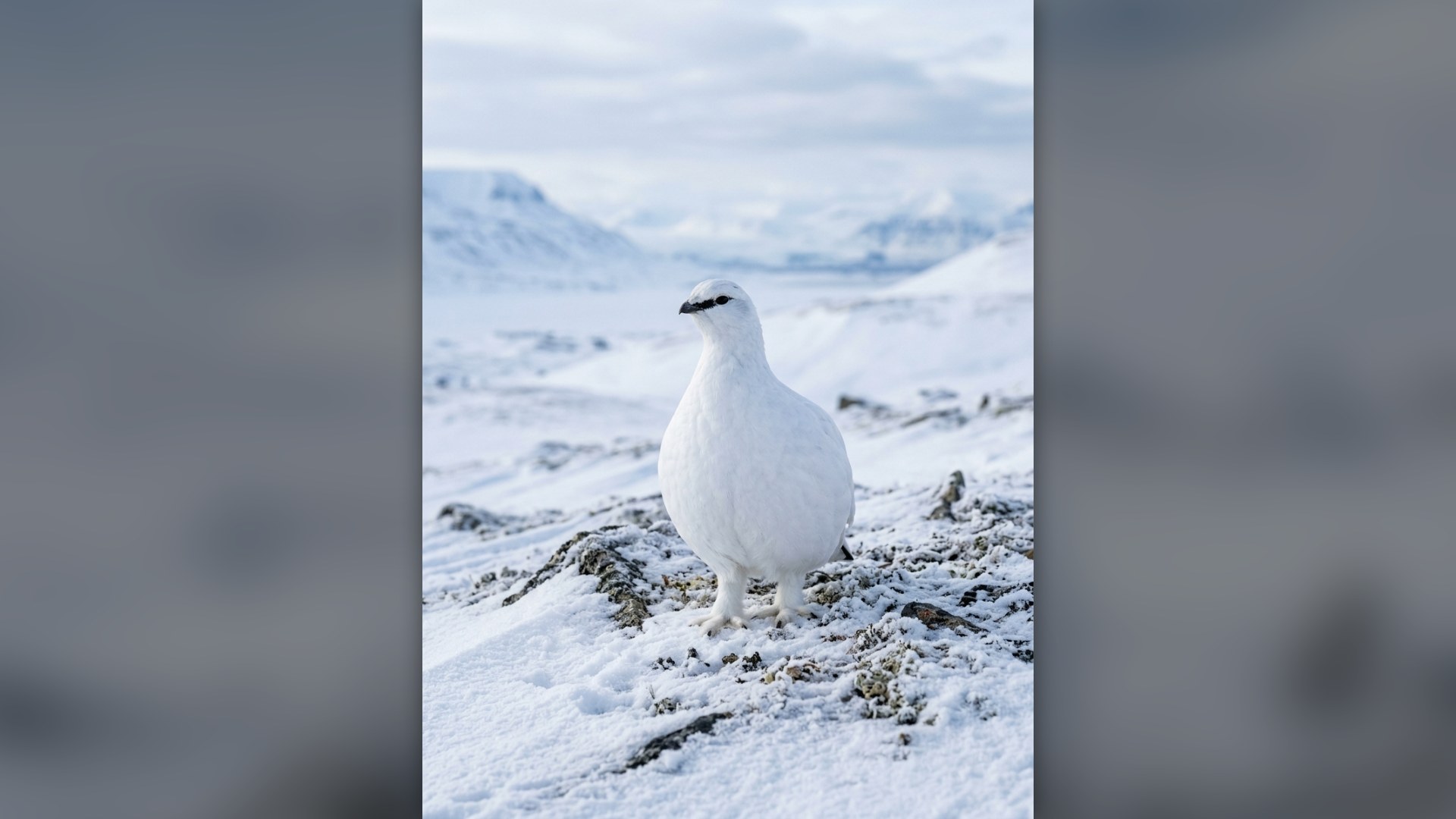 4. Rock Ptarmigan
