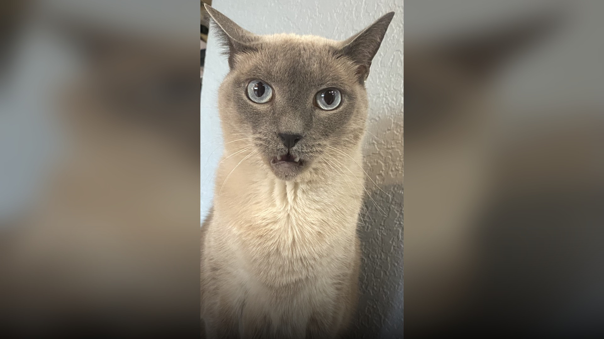 A cat displaying the comical open-mouthed flehmen response, curling its upper lip to analyze scents.