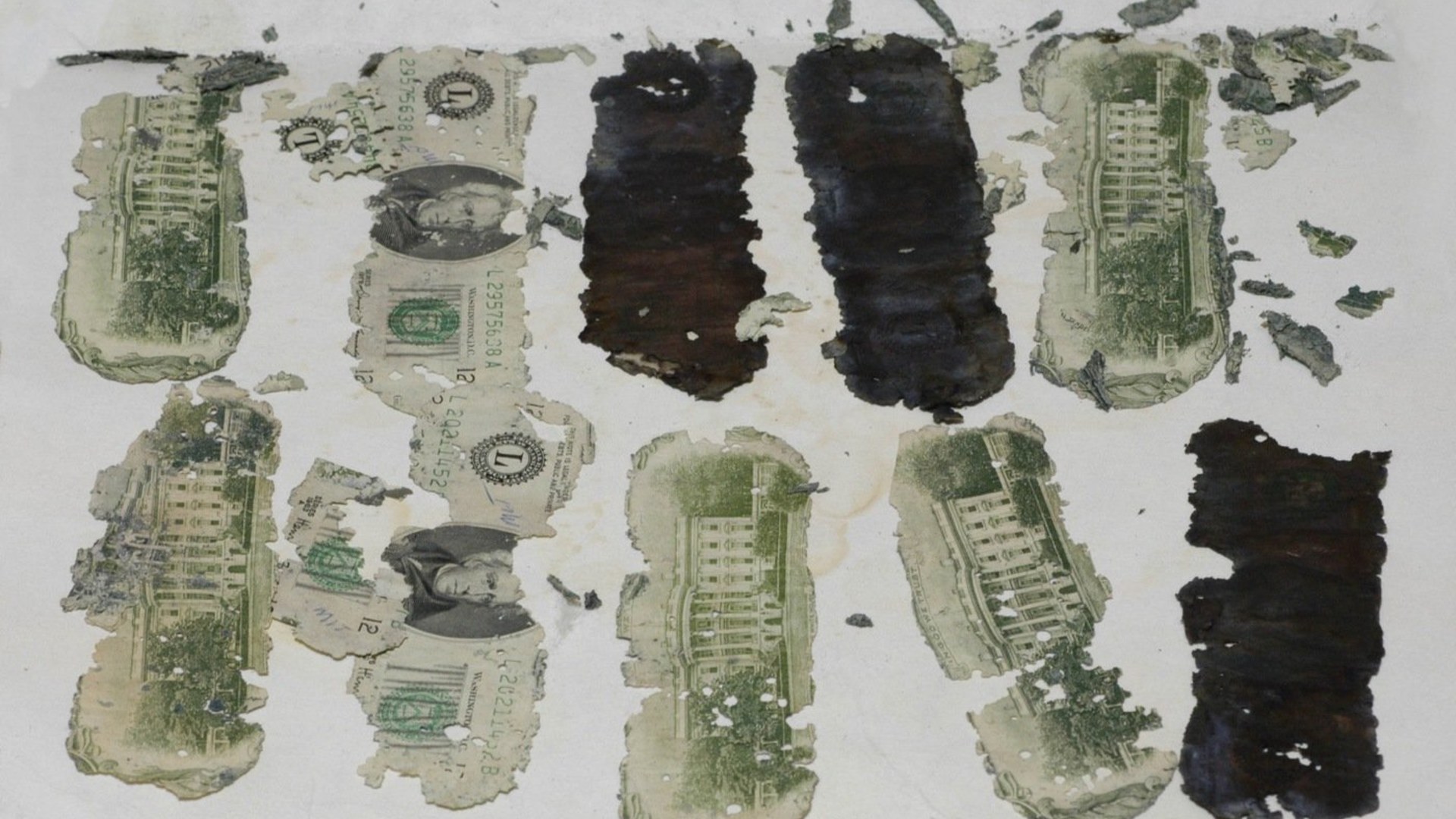 Weathered twenty-dollar bills from the D.B. Cooper skyjacking ransom recovered along the Columbia River in 1980.