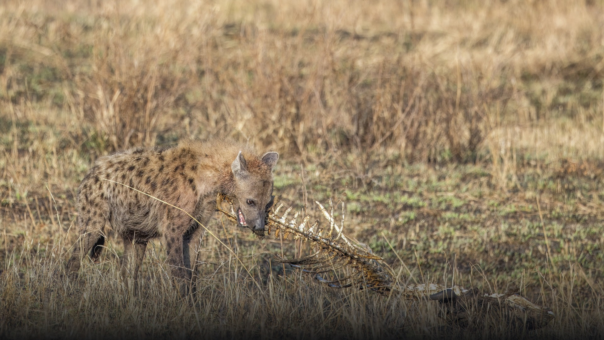 Wild spotted hyena in the Serengeti holding bone in its powerful jaws.