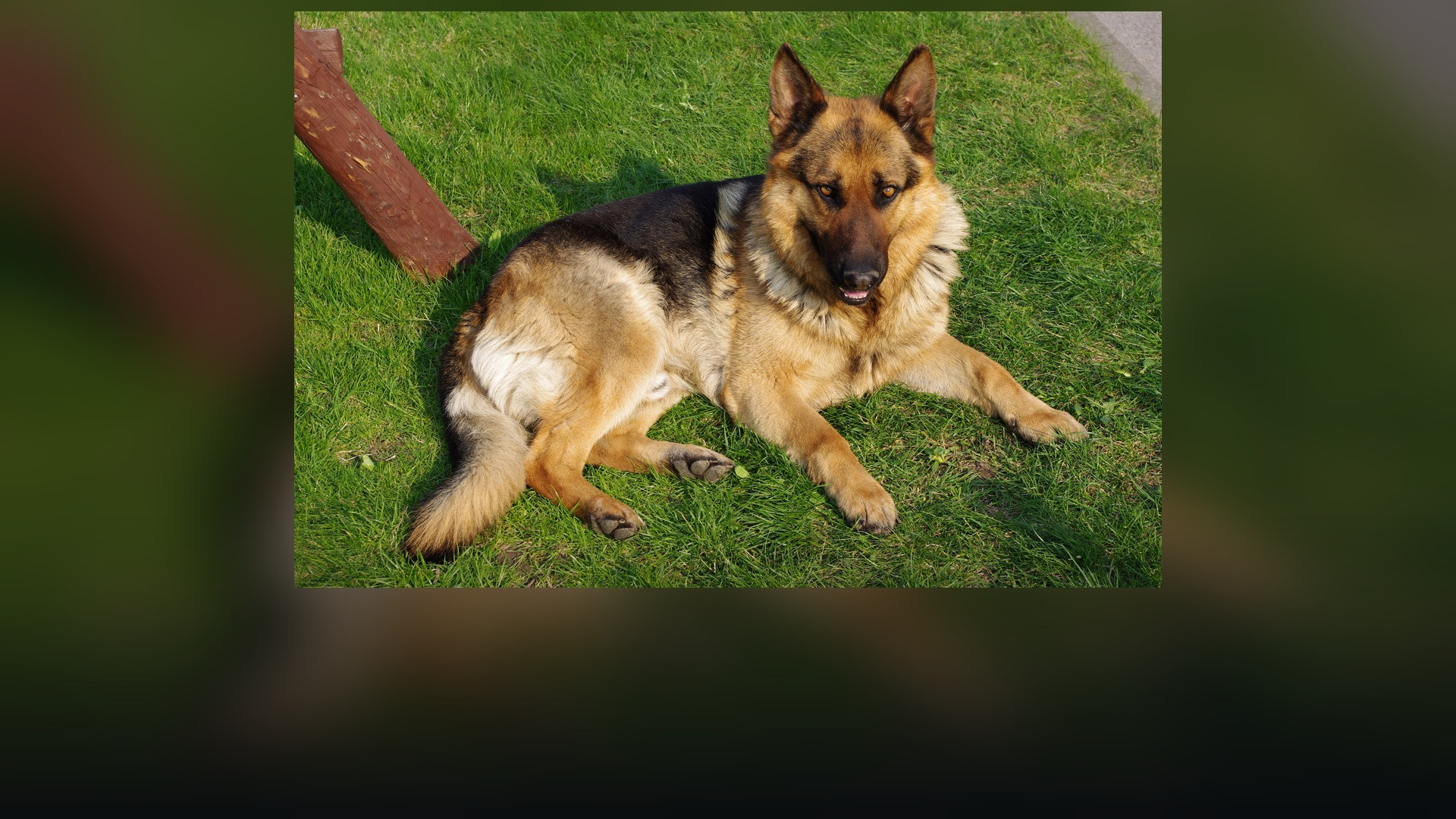 A German Shepherd Dog standing alert outdoors in nature.