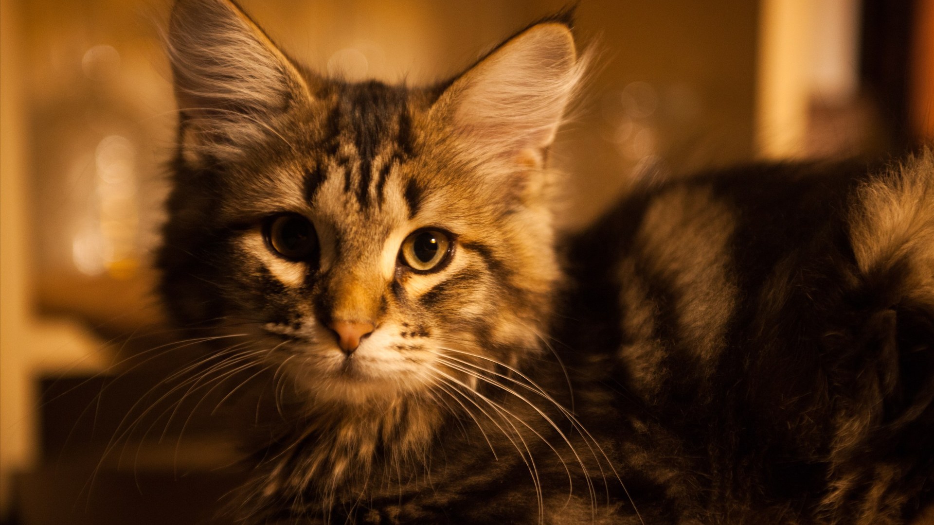 Triple-coated Siberian tabby forest cat