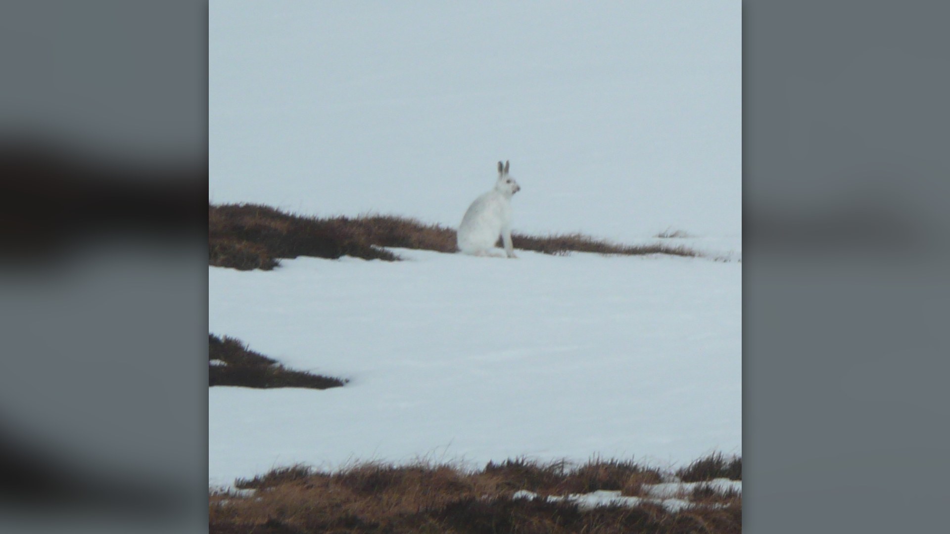 5. Mountain Hare