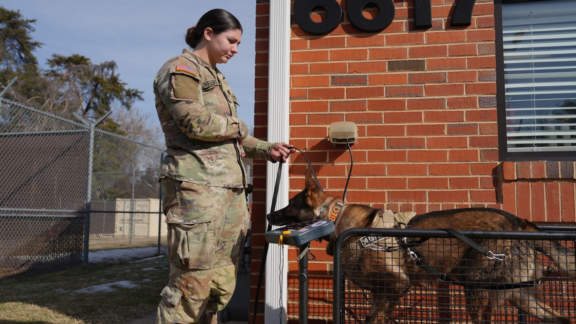 Military working dog exercising on a motorized canine fitness treadmill