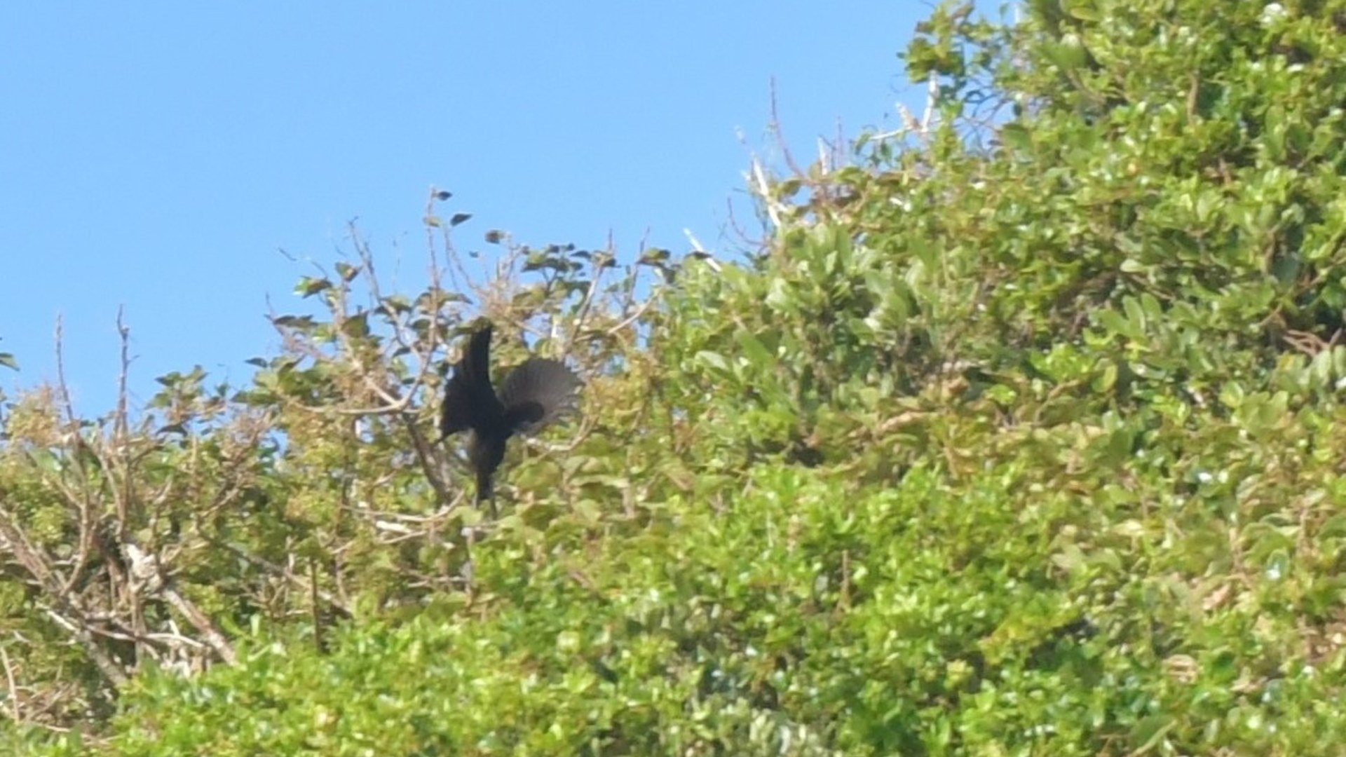 1. Chatham Island Black Robin