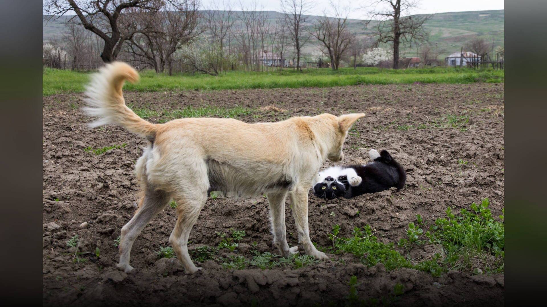 A dog lowering its body to gently play with a cat companion on a green lawn.