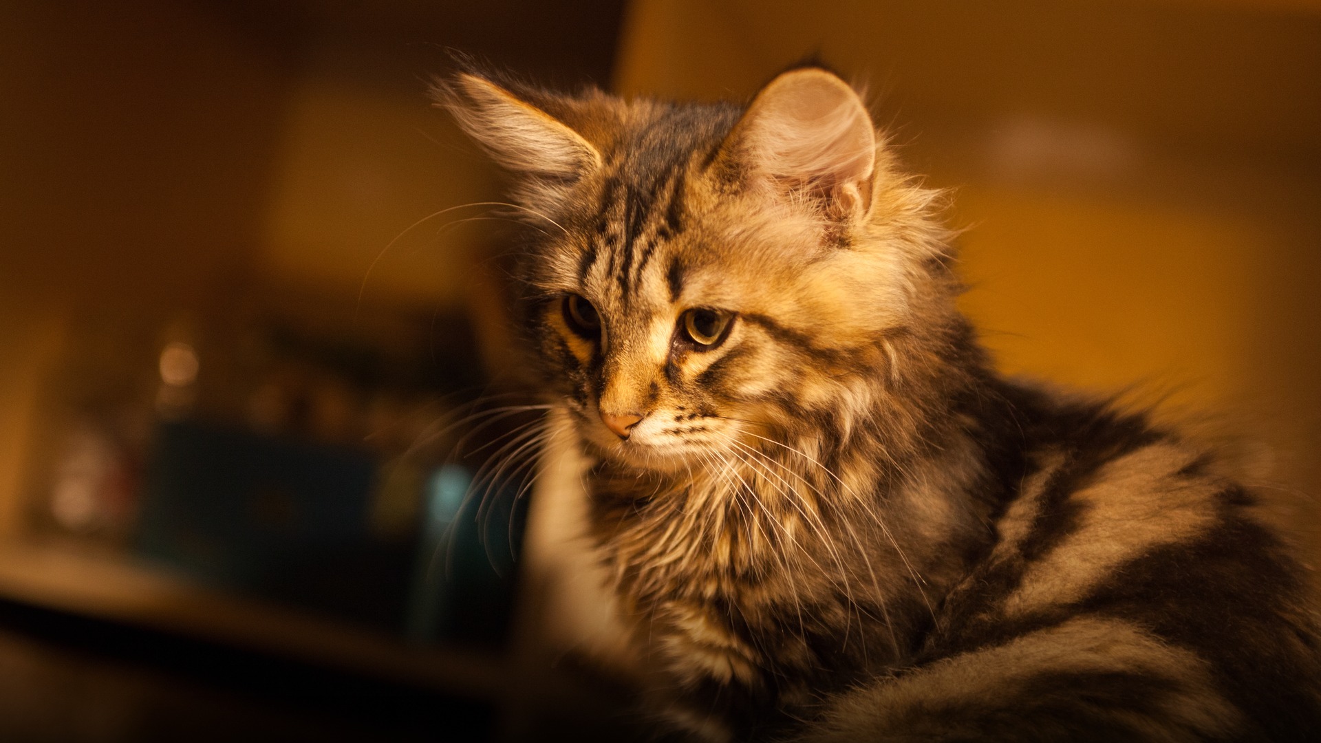 A robust Siberian forest cat with dense blotched tabby fur posing majestically outdoors.