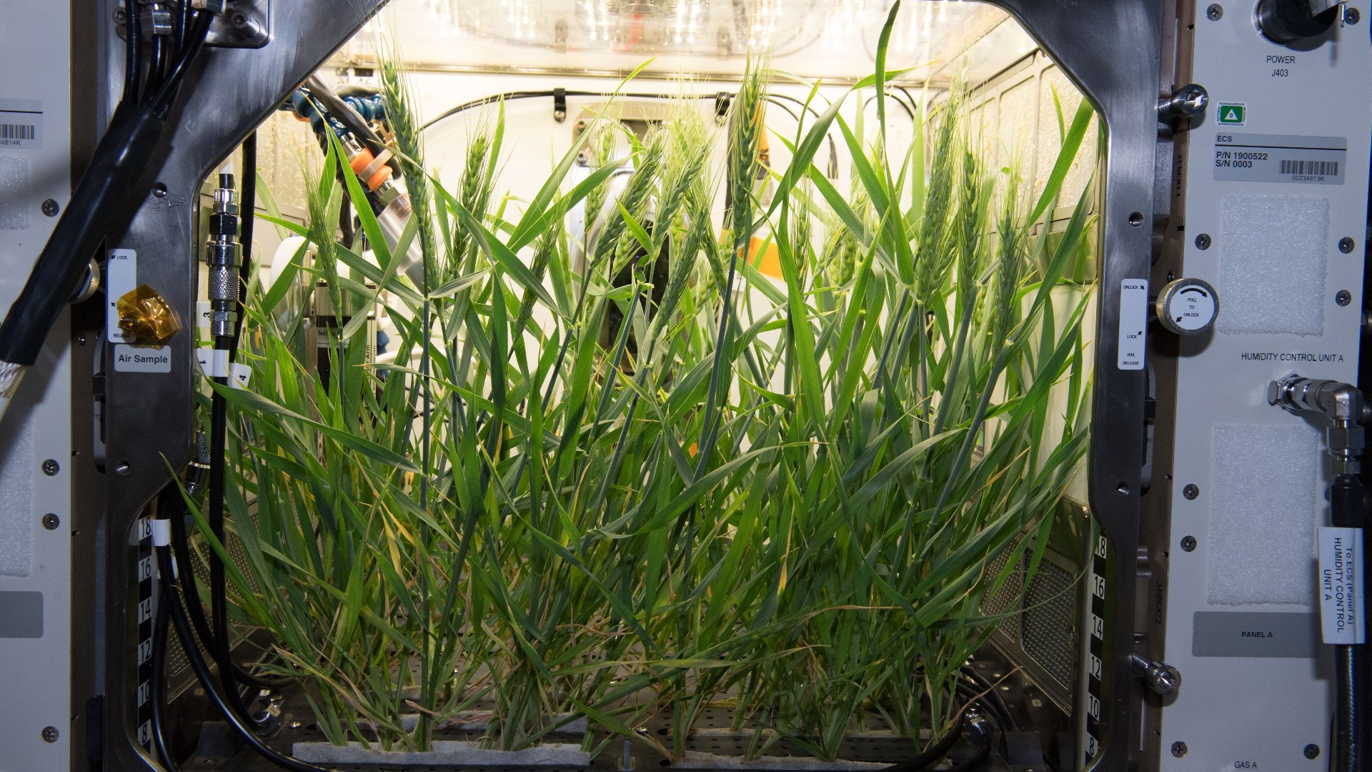 Dwarf wheat stalks growing indoors inside NASA's Advanced Plant Habitat growth chamber