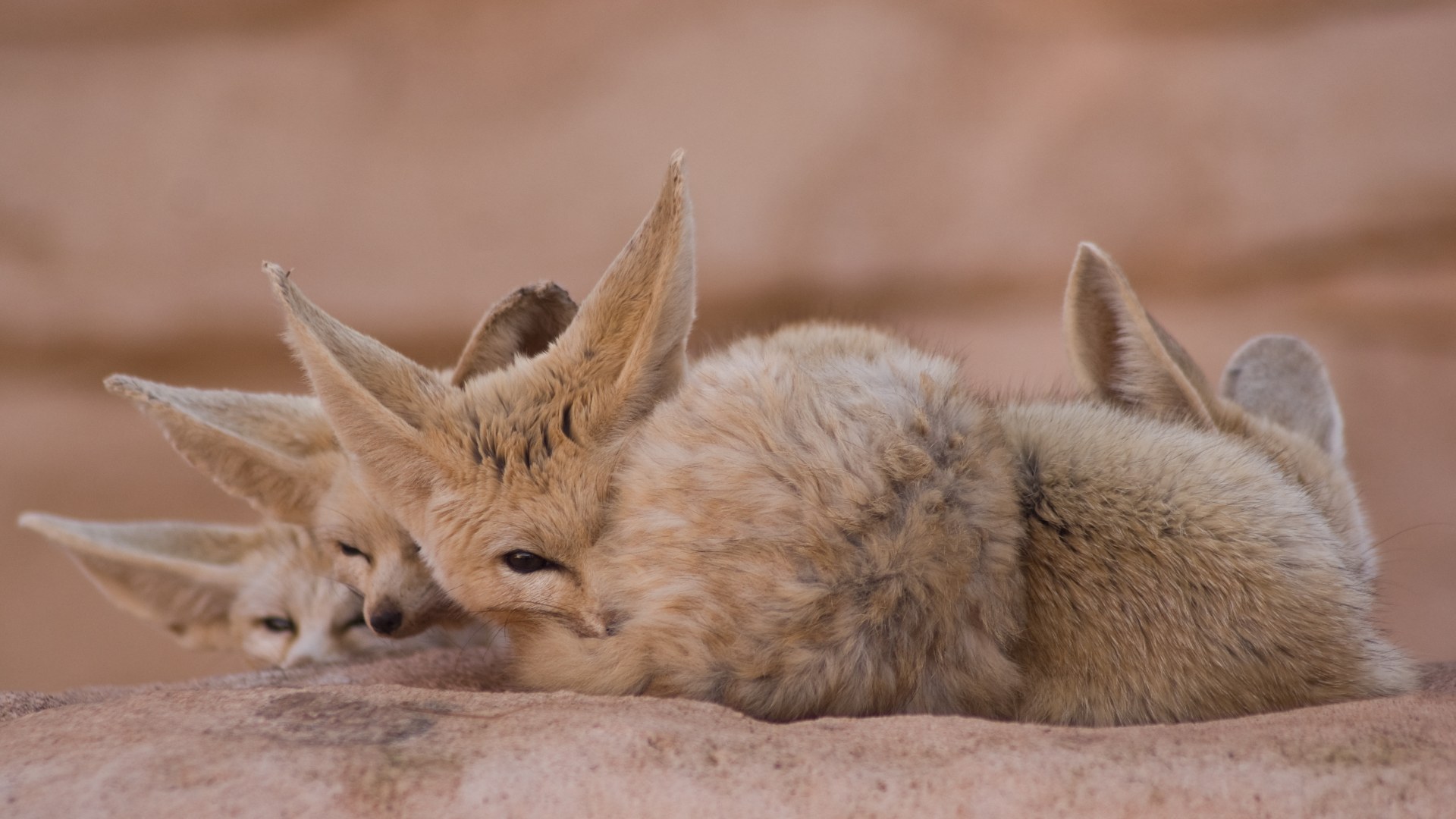 5. Fennec Fox
