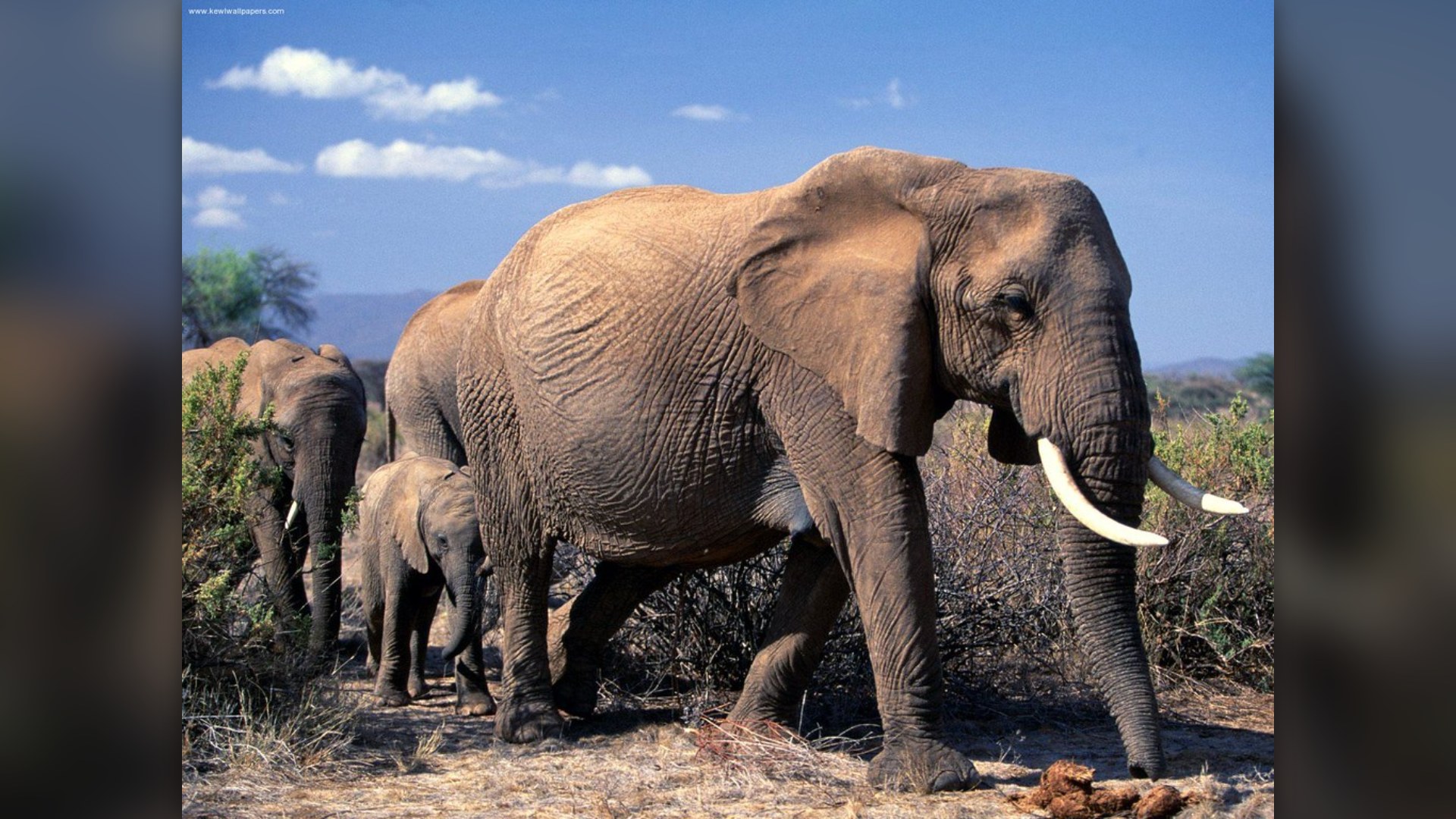 #6. The Elephant