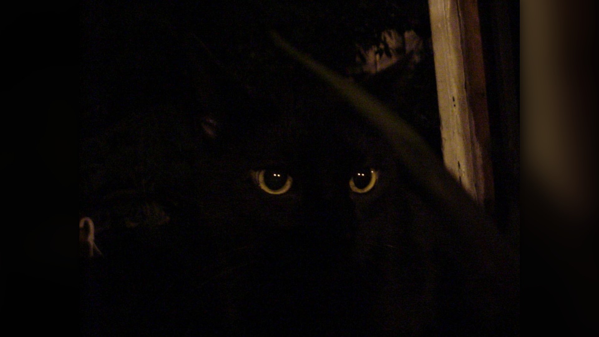 Black cat sitting alertly in dim twilight with glowing eyes