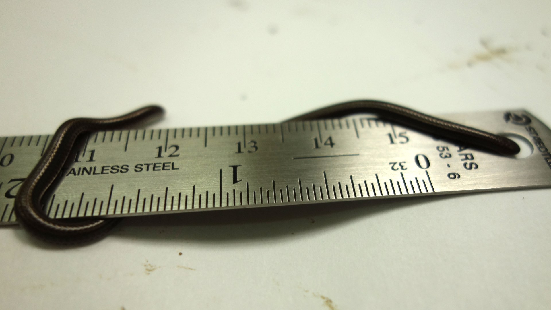 Barbados threadsnake coiled on coin