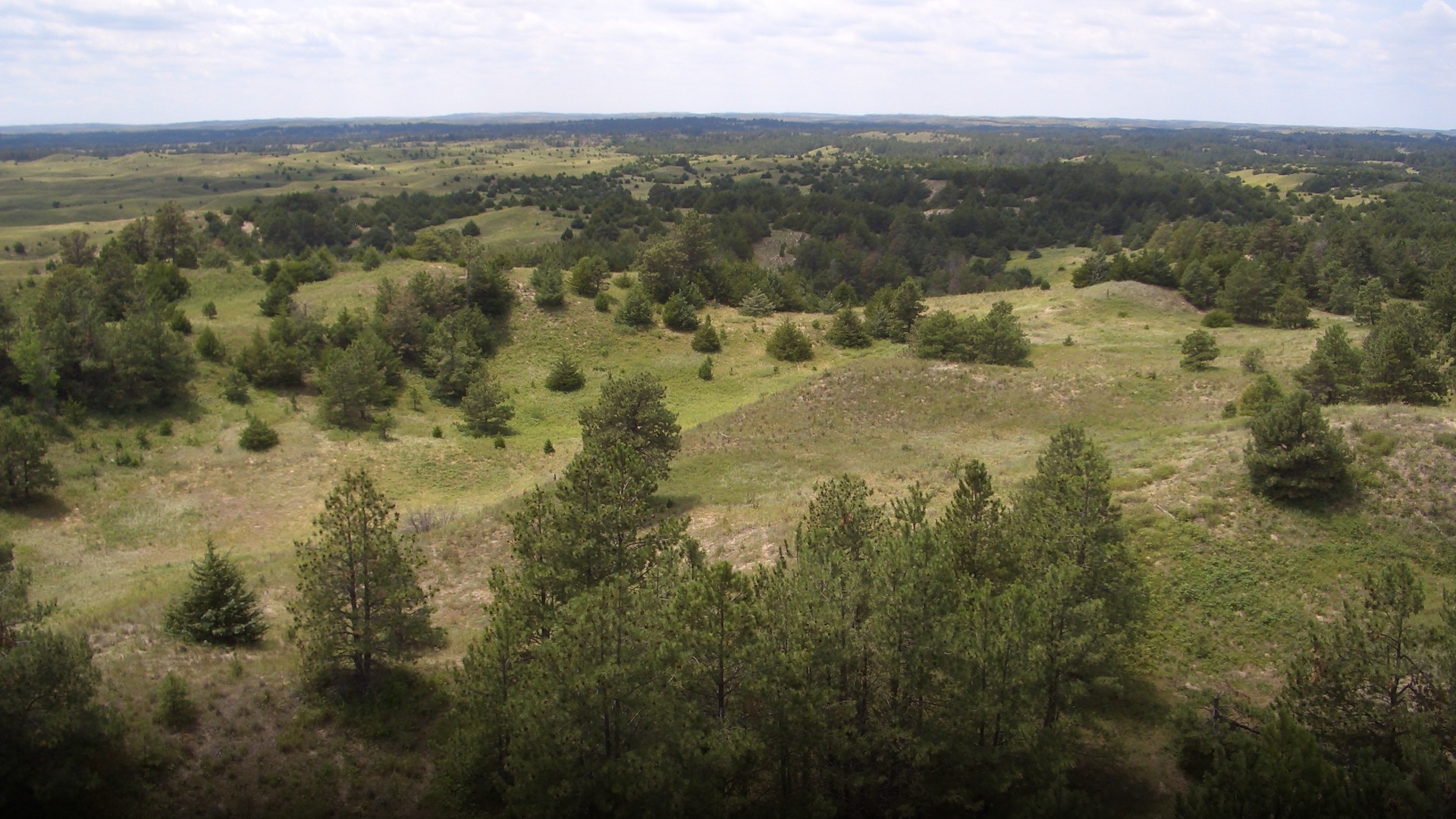 Vast rolling pine tree forest planted by hand across the grassy Nebraska Sandhills.