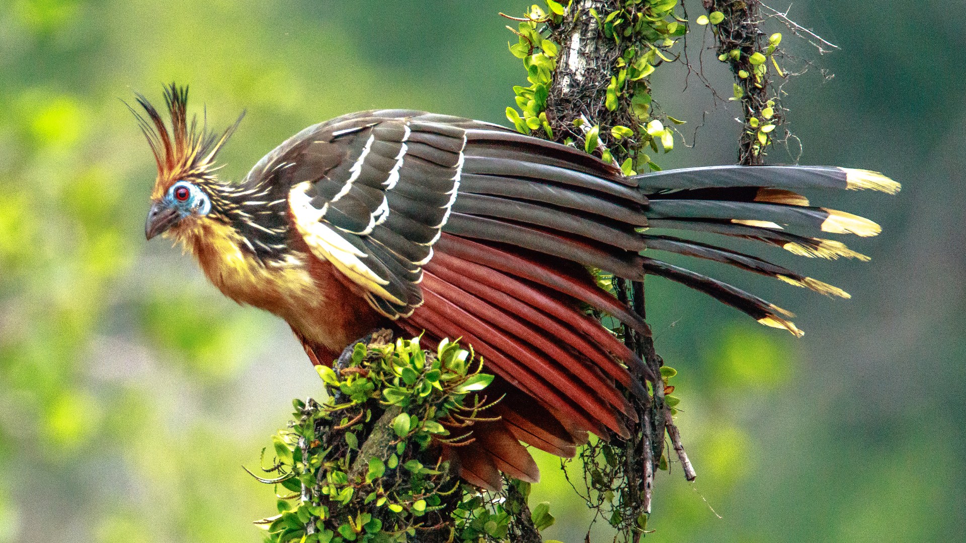 19. Crested Dinosaur Hoatzin