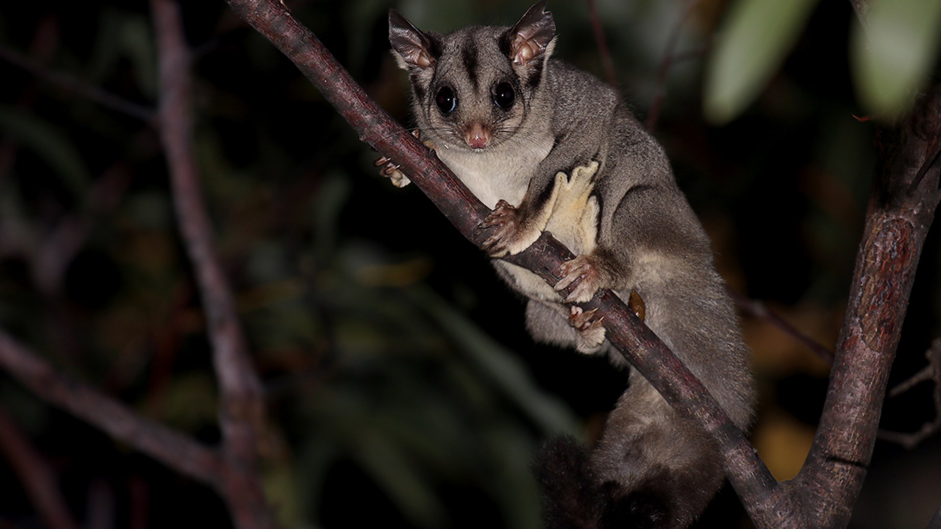 A sugar glider clinging to a tree branch
