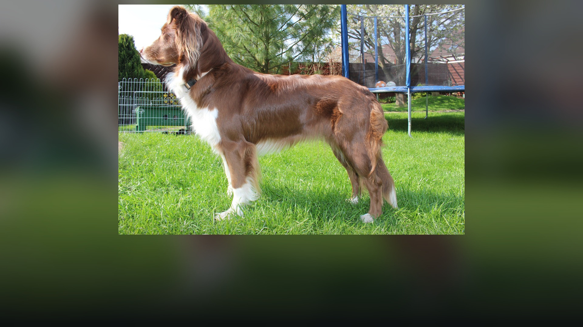 An Australian Shepherd with a striking red bi coat standing in an open field.