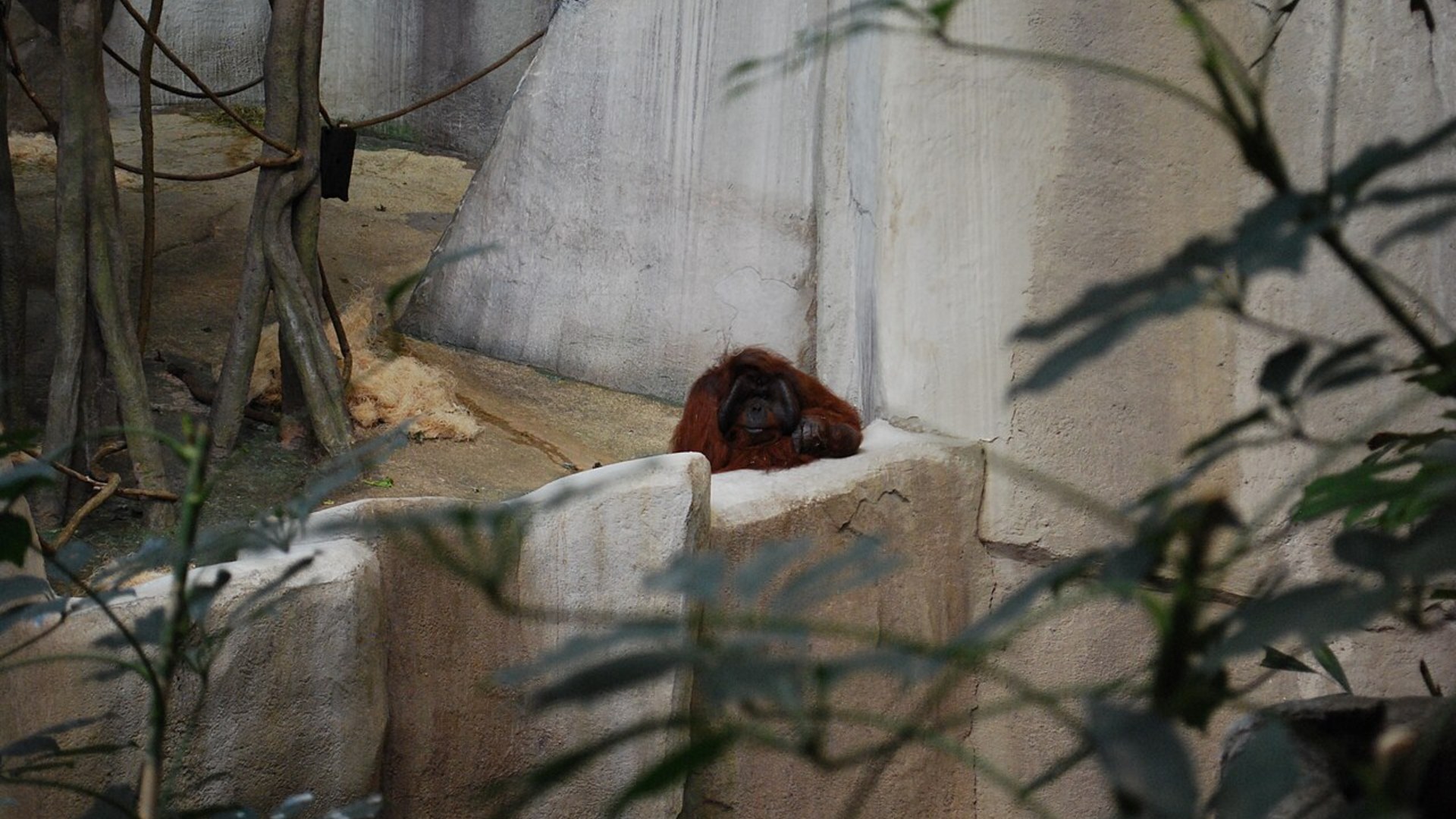 2. The Solitary Great Ape
