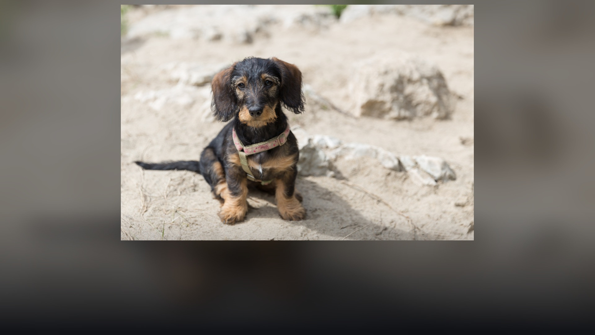 A smooth-coated Dachshund in side profile on open ground.