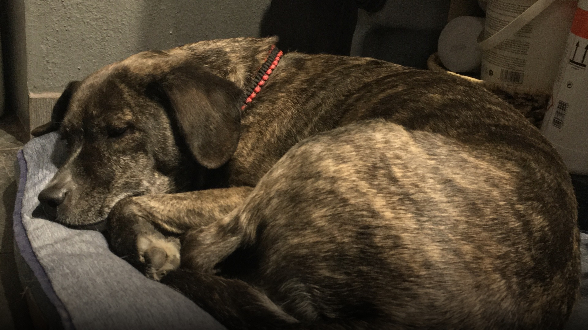 A peaceful dog curled up tightly into a defensive ball resting comfortably on a soft blanket.