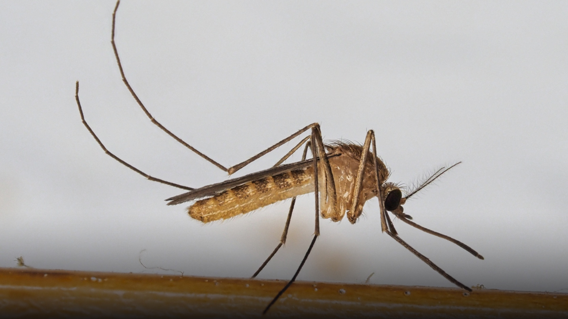 Close-up macro of a Culex pipiens mosquito showing delicate wings and slender piercing proboscis.