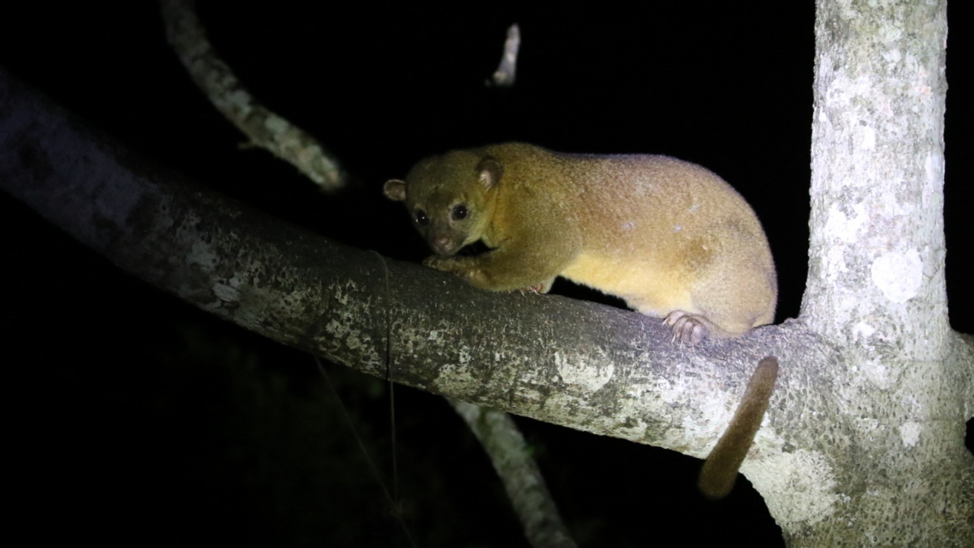 6. Kinkajou
