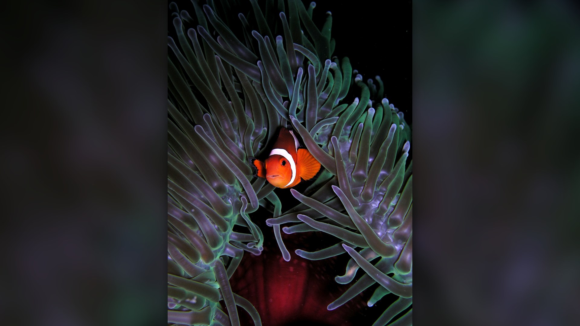 6. Clownfish And Sea Anemone
